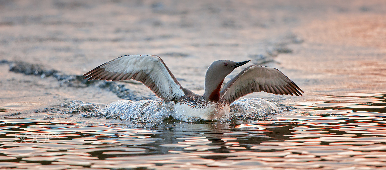 Nikon D300S + Nikon AF-S Nikkor 600mm F4G ED VR sample photo. Red-throated loon (gavia stellata) photography