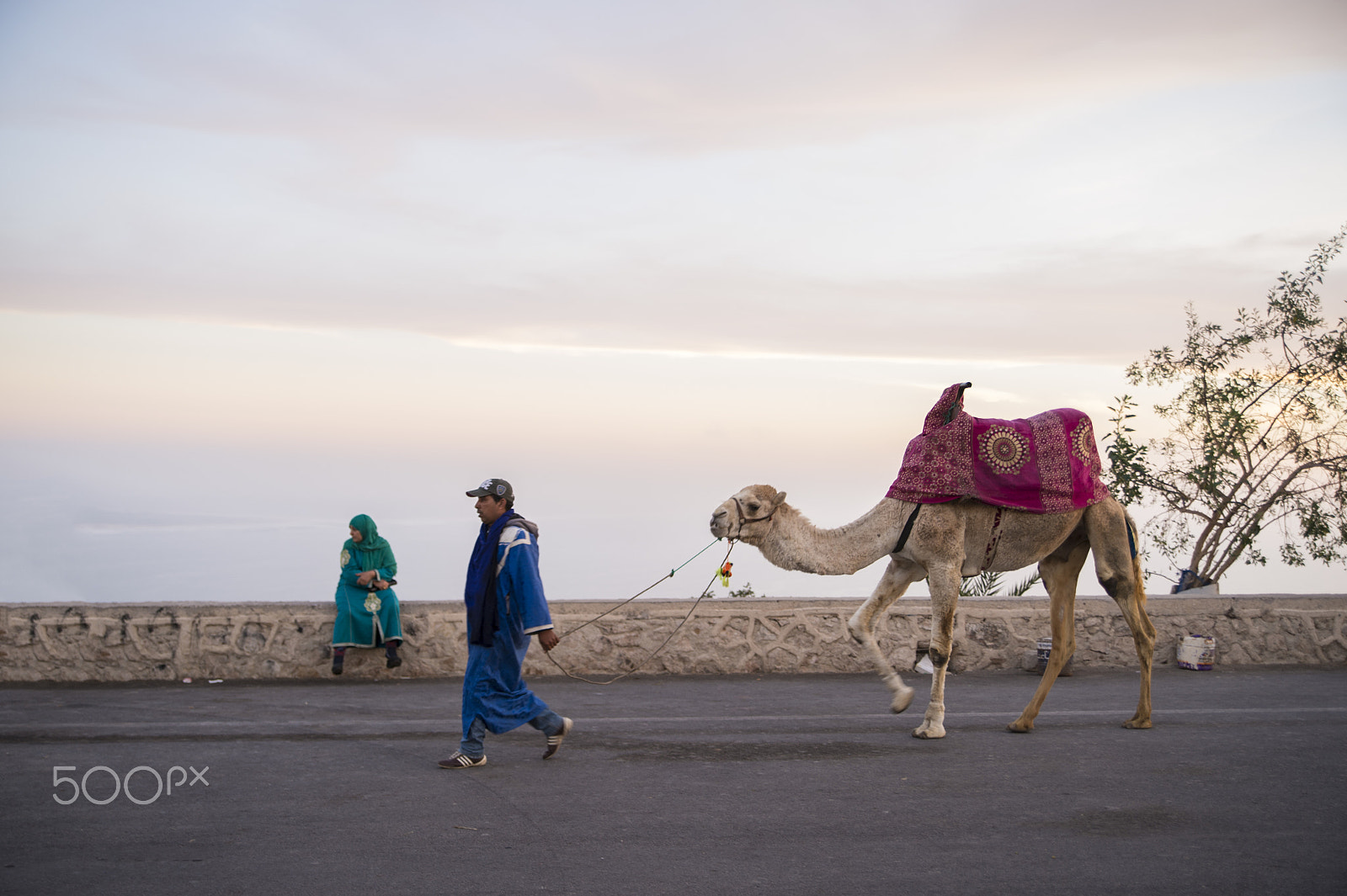 Nikon Df sample photo. Camel walk photography