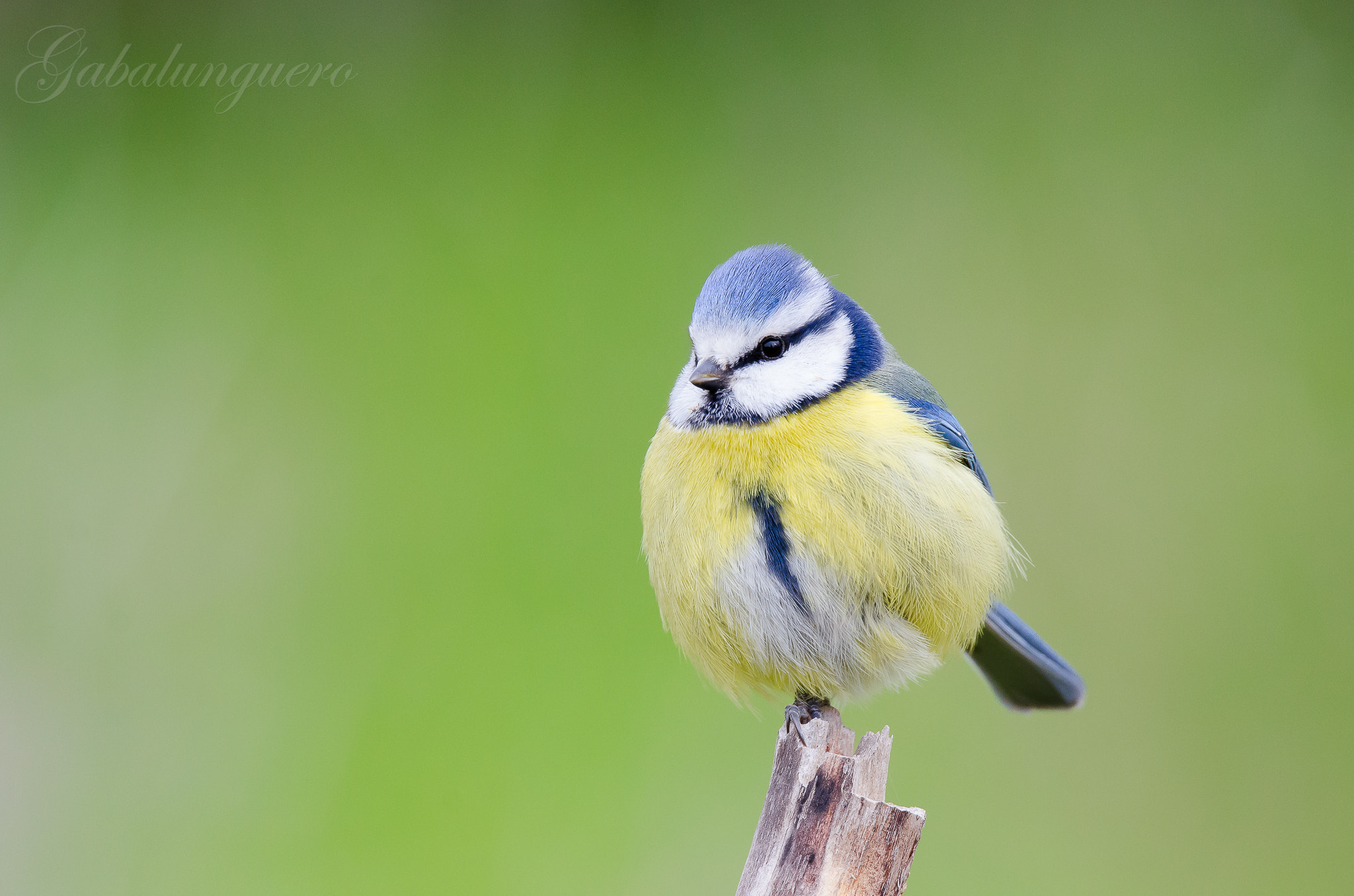 Nikon D7000 + Sigma 150-600mm F5-6.3 DG OS HSM | S sample photo. Herrerillo comun (cyanistes caeruleus) photography