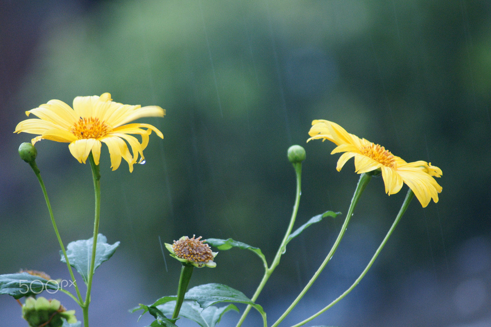 Sony Alpha DSLR-A700 + Tamron AF 70-300mm F4-5.6 Di LD Macro sample photo. Rain traces photography