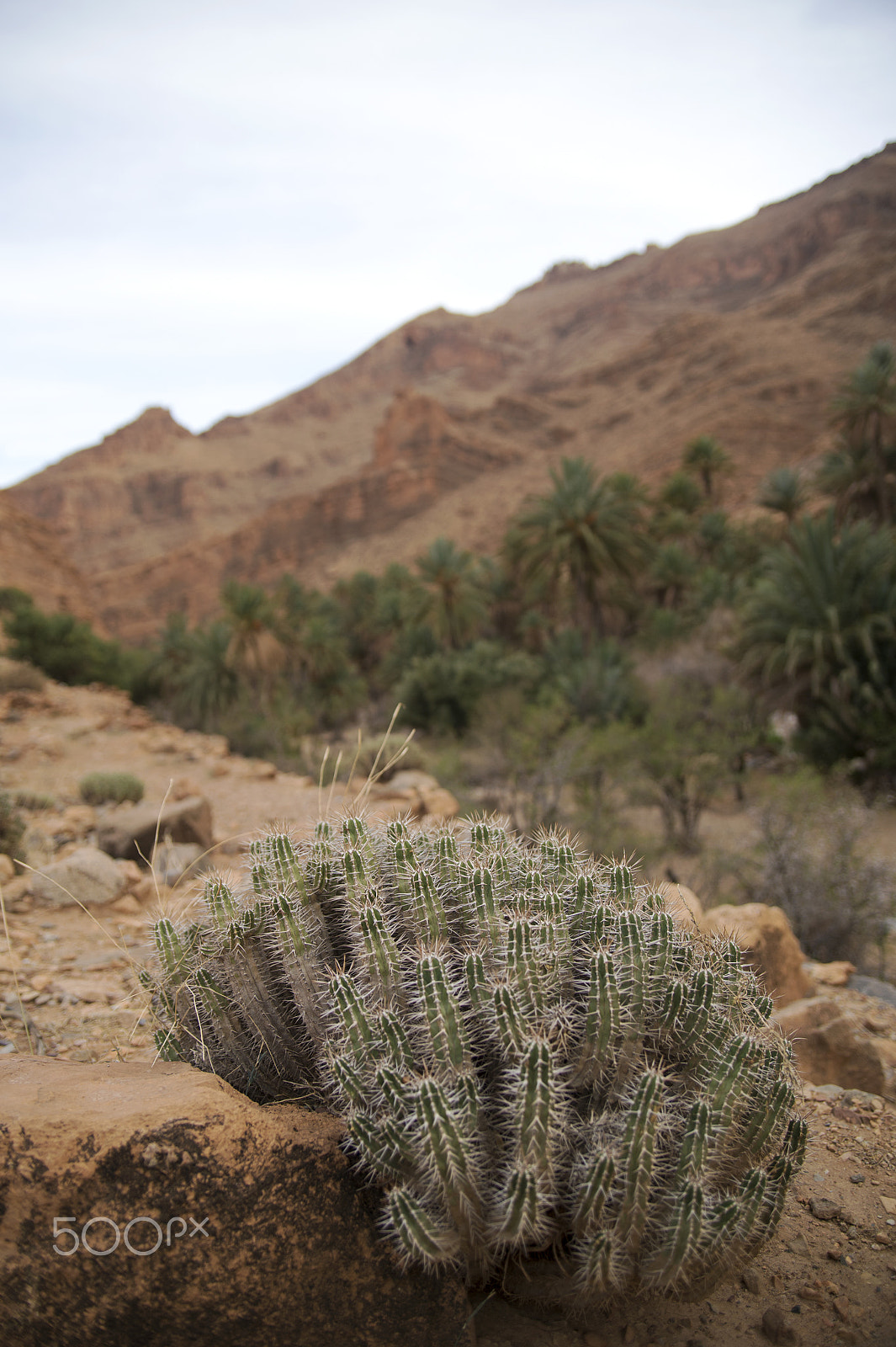 Nikon Df sample photo. Desert photography