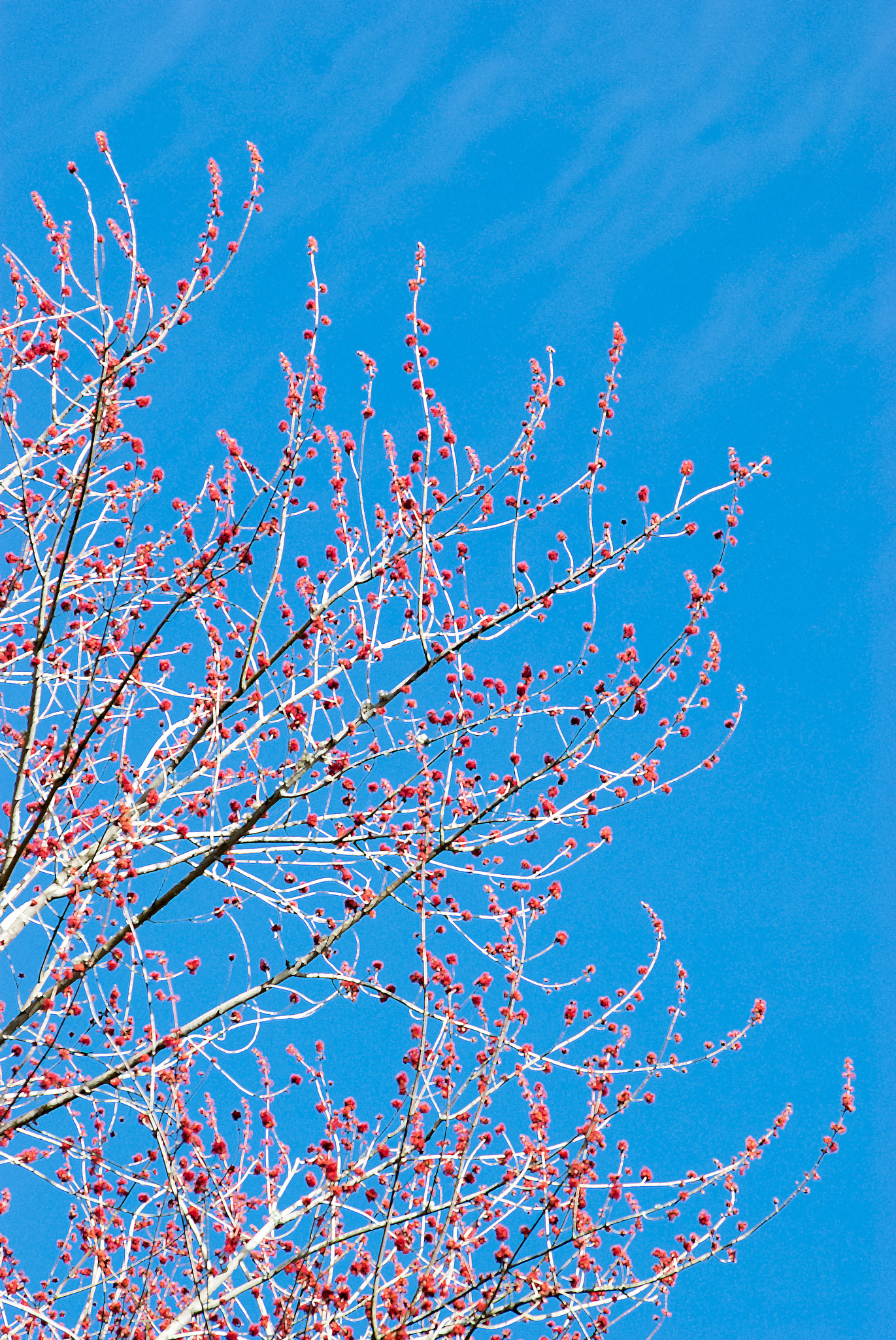 Nikon AF-Nikkor 80-200mm F2.8D ED sample photo. Spring time photography