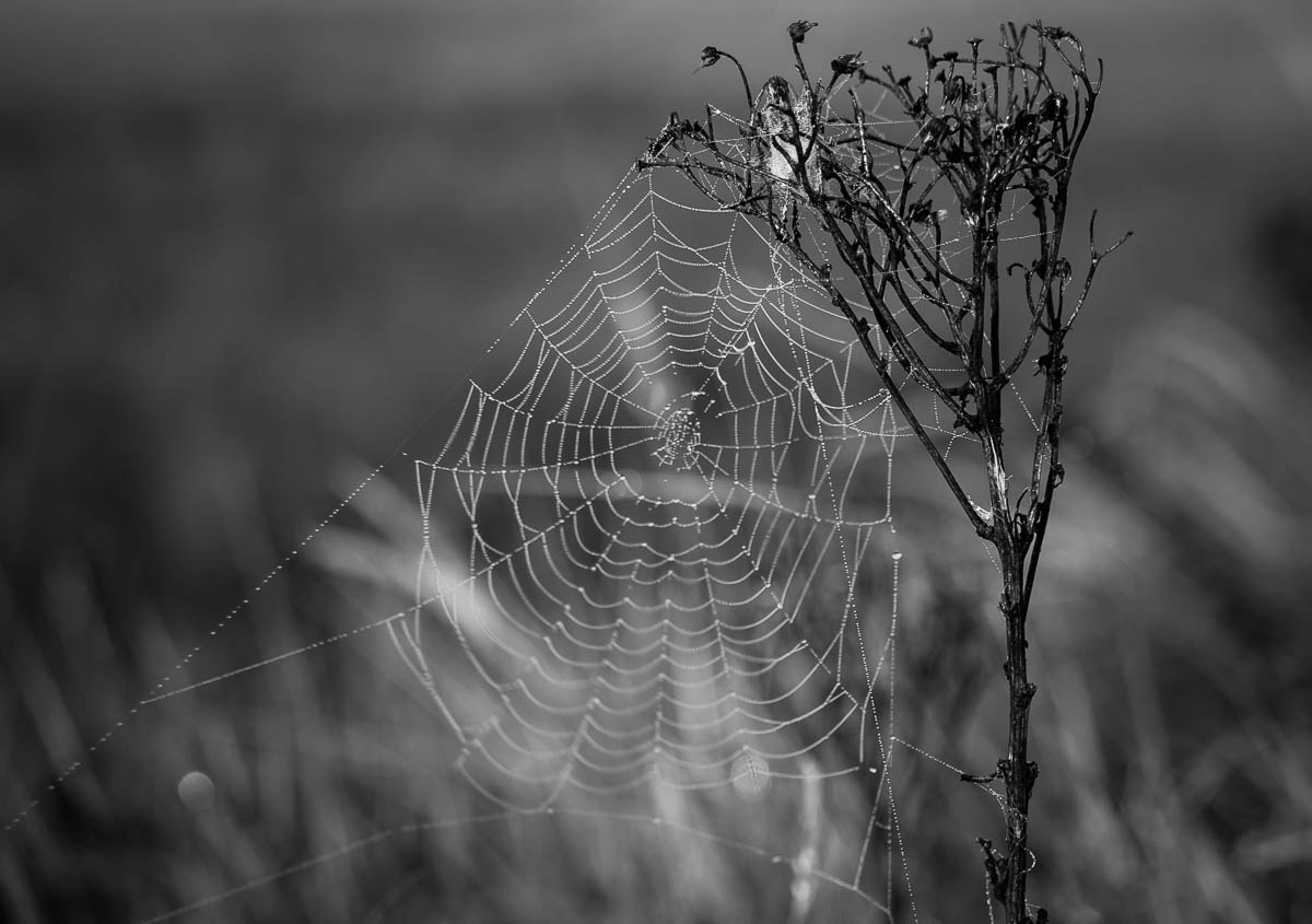 Canon EOS 50D + Canon EF-S 55-250mm F4-5.6 IS STM sample photo. Spiderweb photography