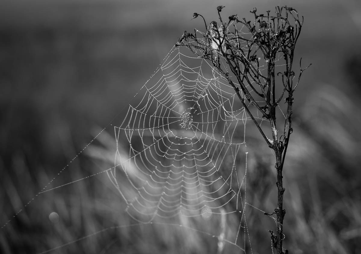 Canon EF-S 55-250mm F4-5.6 IS STM sample photo. Spiderweb photography