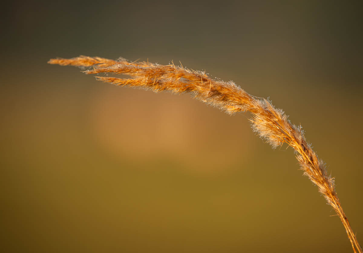 Canon EF-S 55-250mm F4-5.6 IS STM sample photo. Simply nature photography