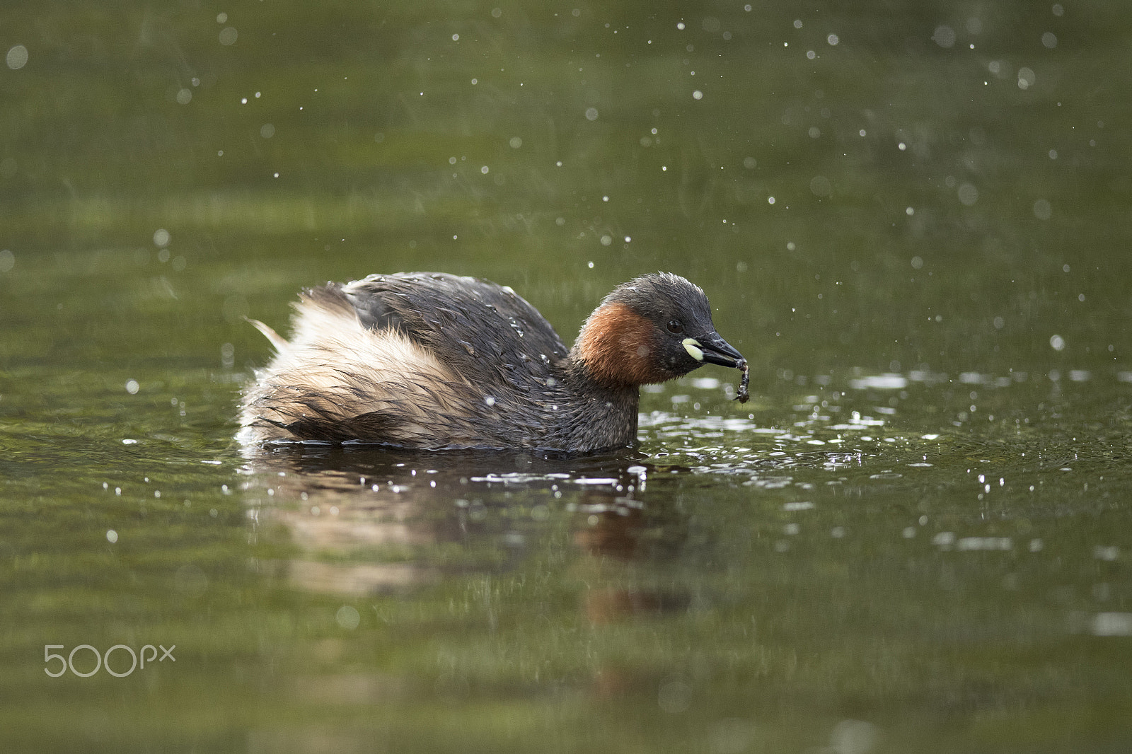 Canon EOS 7D Mark II + Canon EF 400mm F2.8L IS II USM sample photo. Little grebe lunch photography