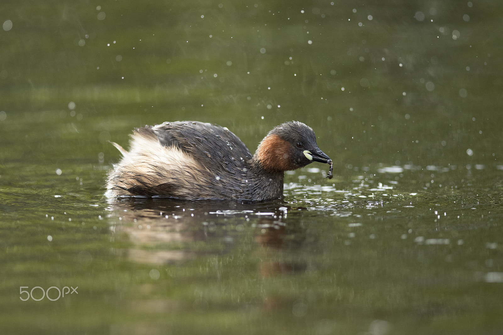 Canon EF 400mm F2.8L IS II USM sample photo. Little grebe lunch photography
