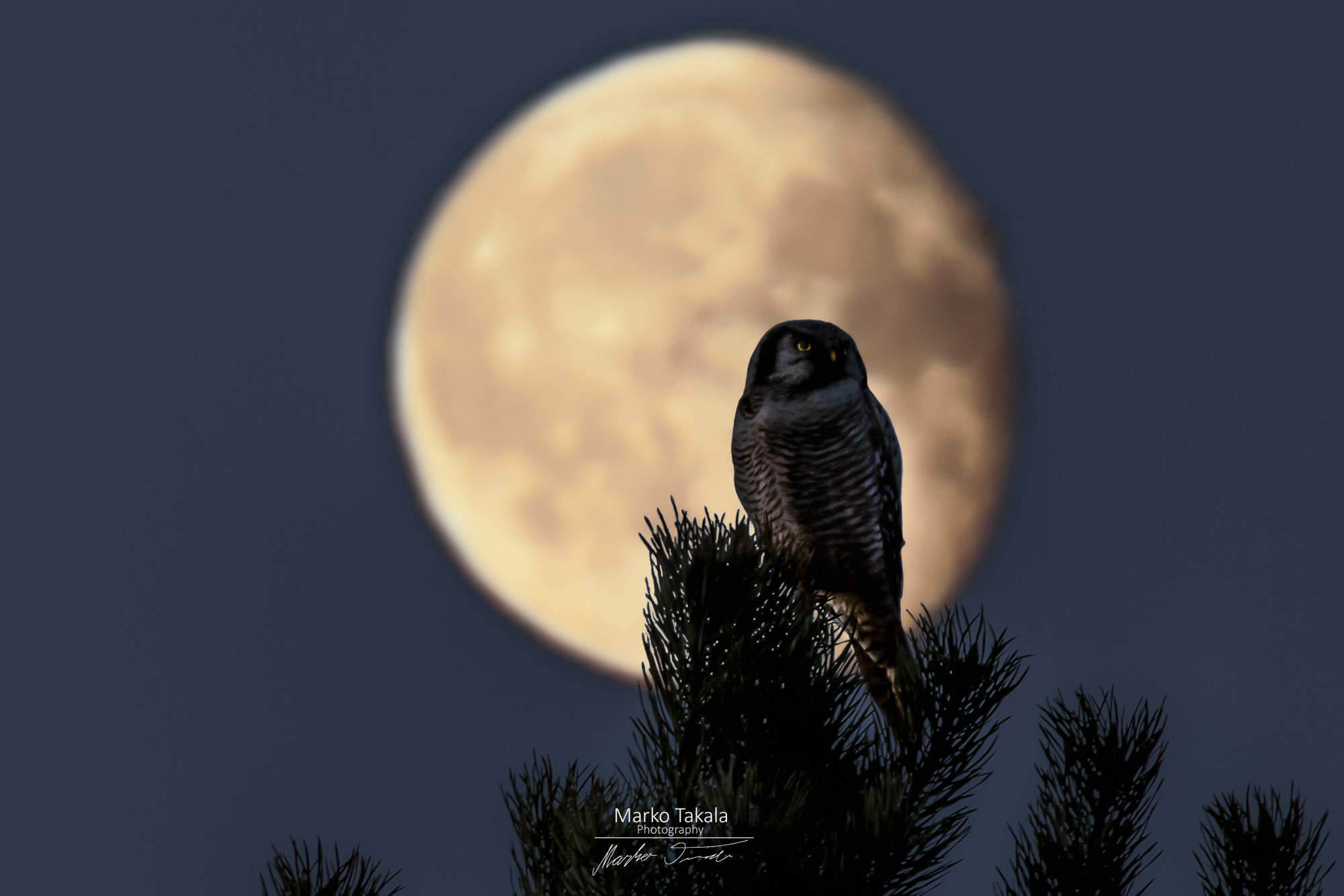 Canon EOS 5D Mark II + Canon EF 400mm F5.6L USM sample photo. Owl and moon photography