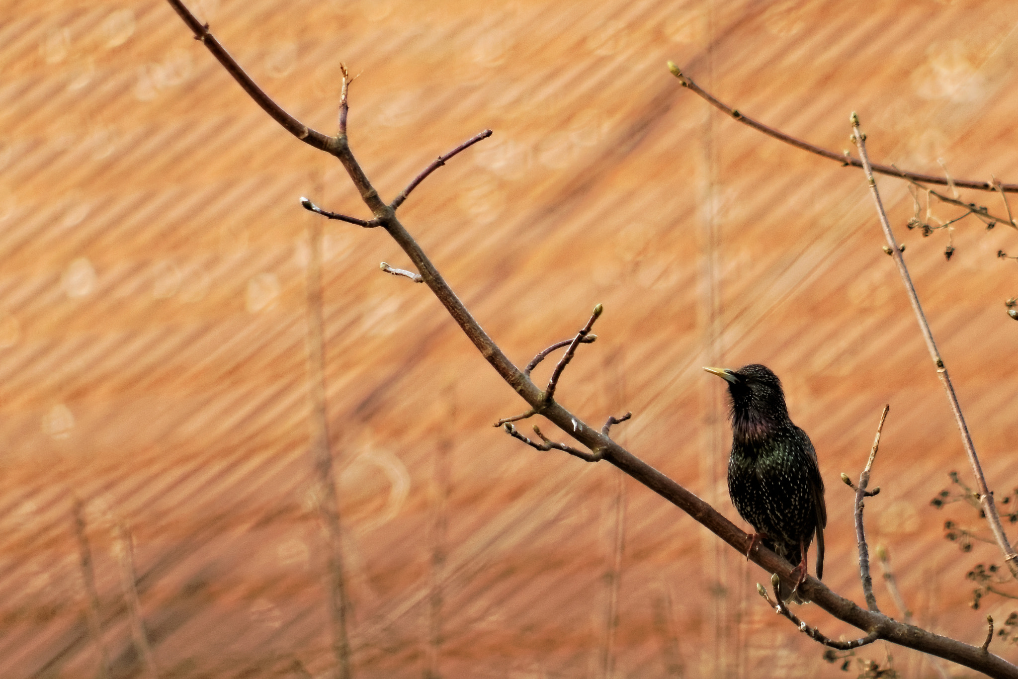 Pentax smc DA 55-300mm F4.0-5.8 ED sample photo. Starling photography