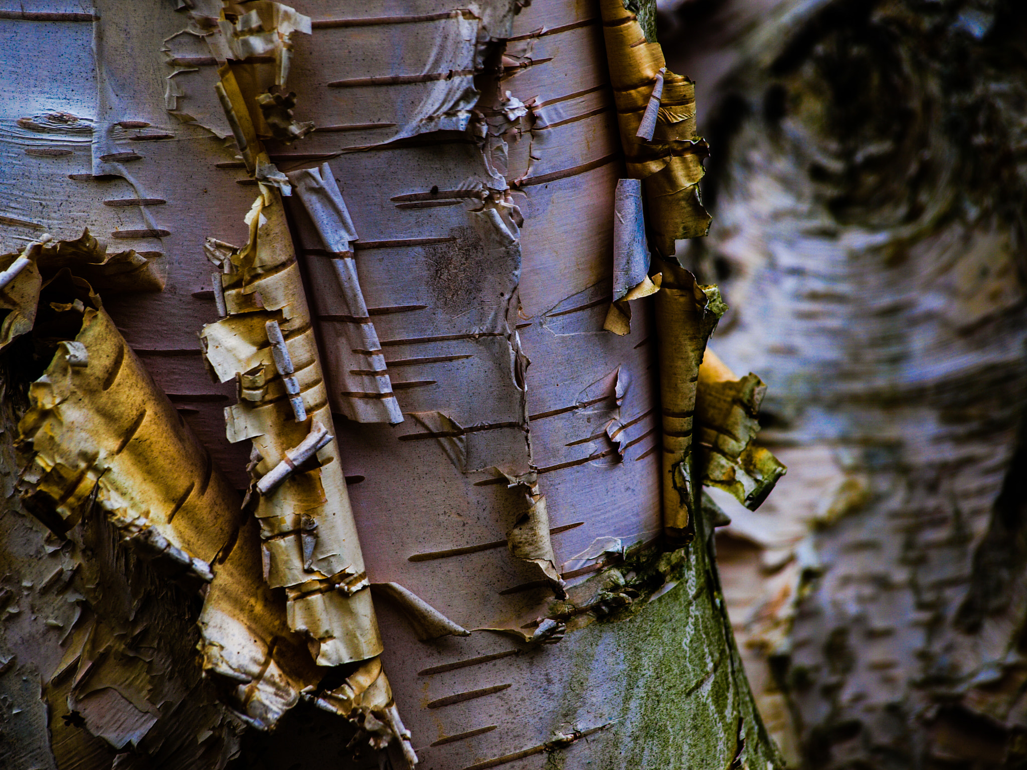Olympus Zuiko Digital ED 40-150mm F4.0-5.6 sample photo. Old birchtree photography