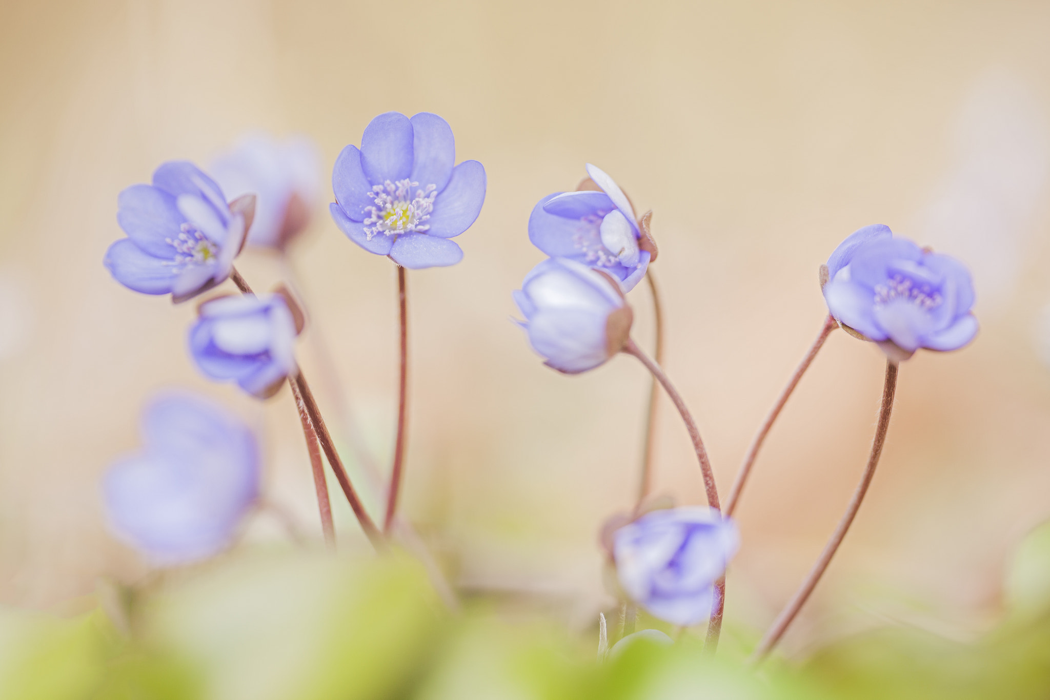 Sigma APO Macro 180mm F2.8 EX DG OS HSM sample photo. Dancing photography