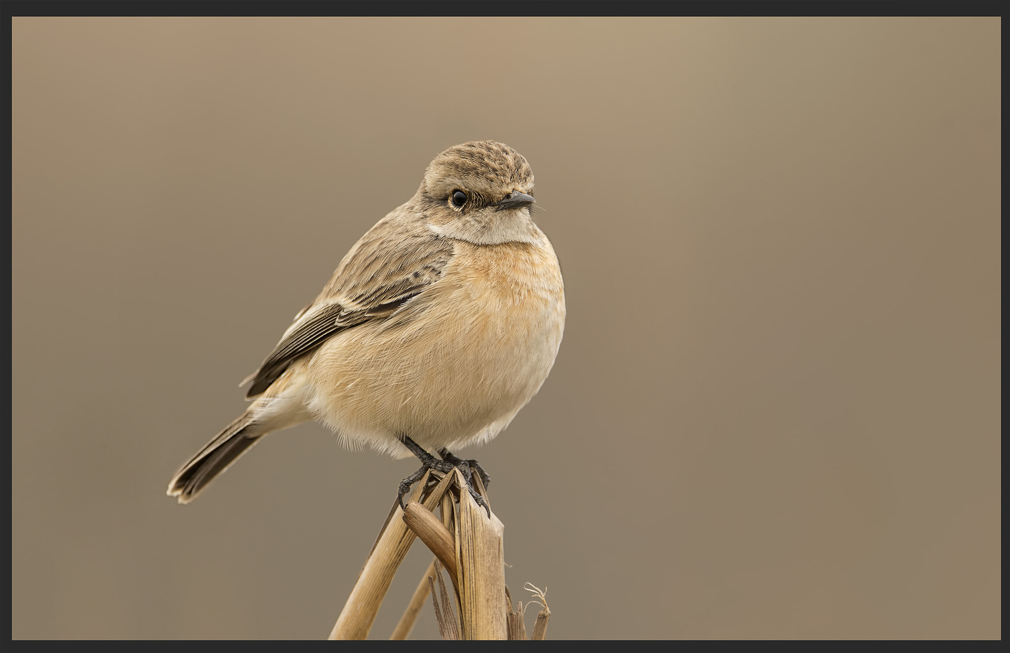 Nikon D4S sample photo. Stonechat photography