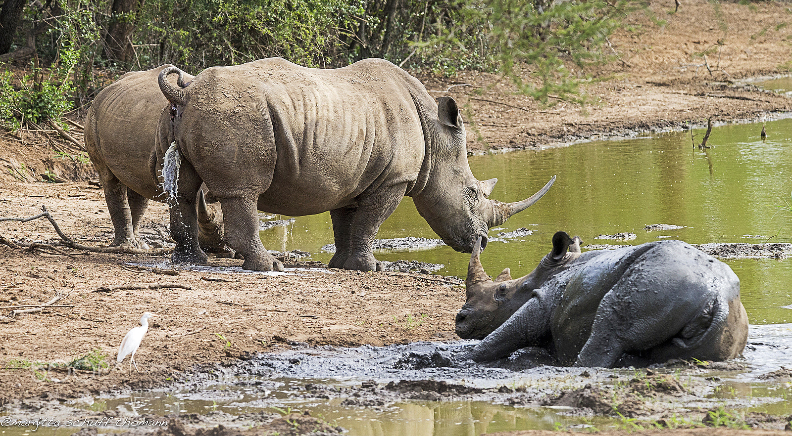 Tamron SP 150-600mm F5-6.3 Di VC USD sample photo. Rhinos... photography