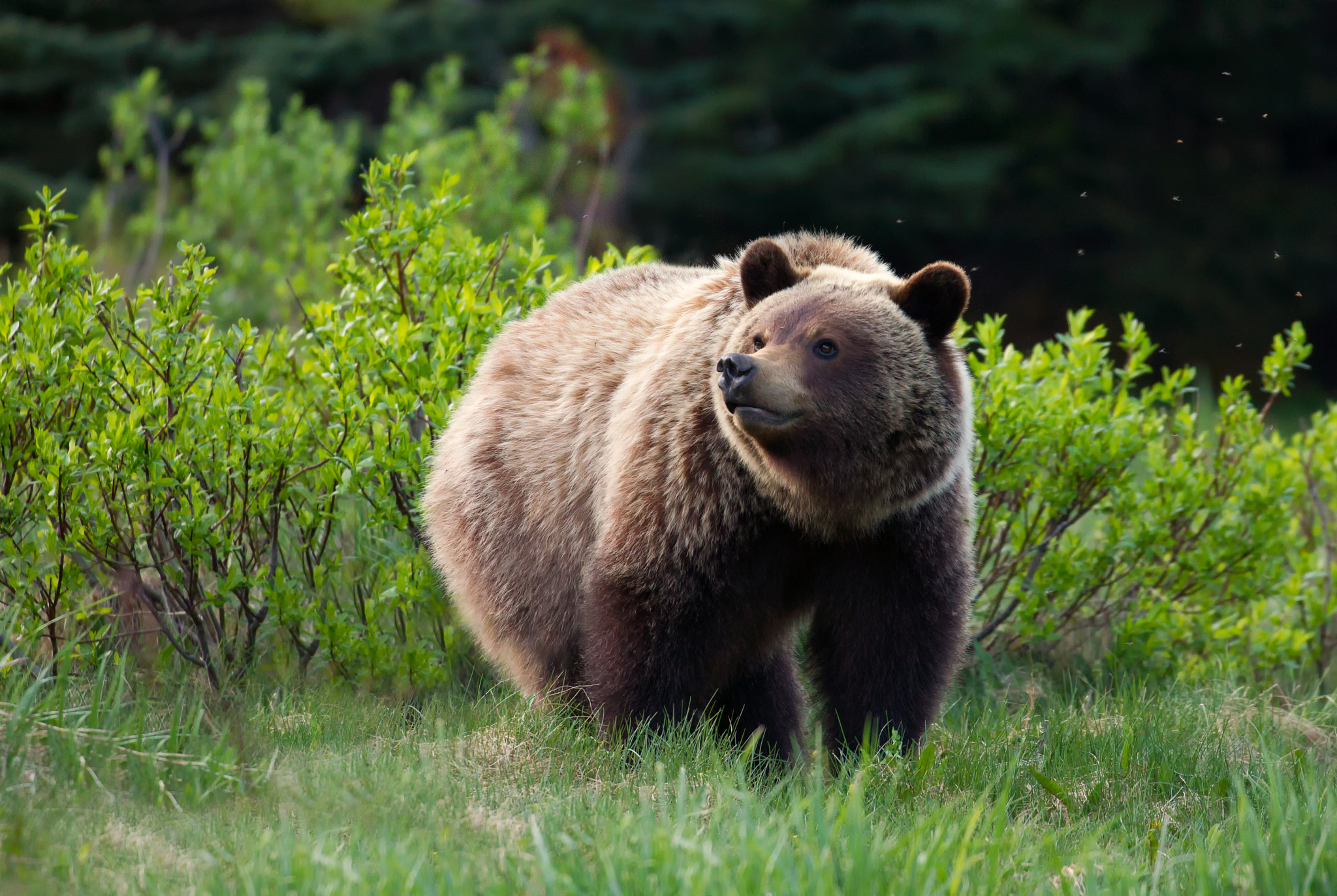 Canon EF 100-400mm F4.5-5.6L IS II USM sample photo. Brown bear cub photography