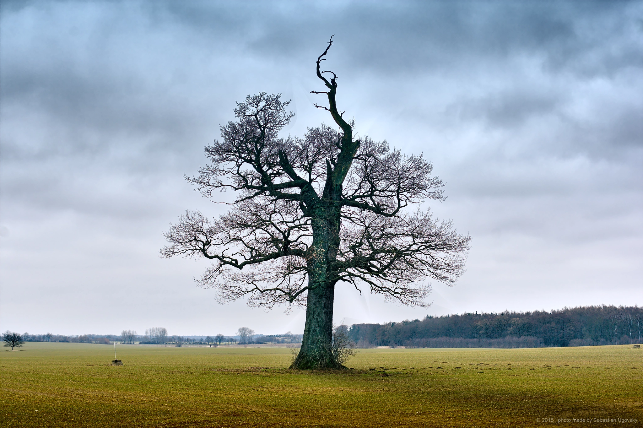 Canon EOS-1D Mark III sample photo. Tree of life photography