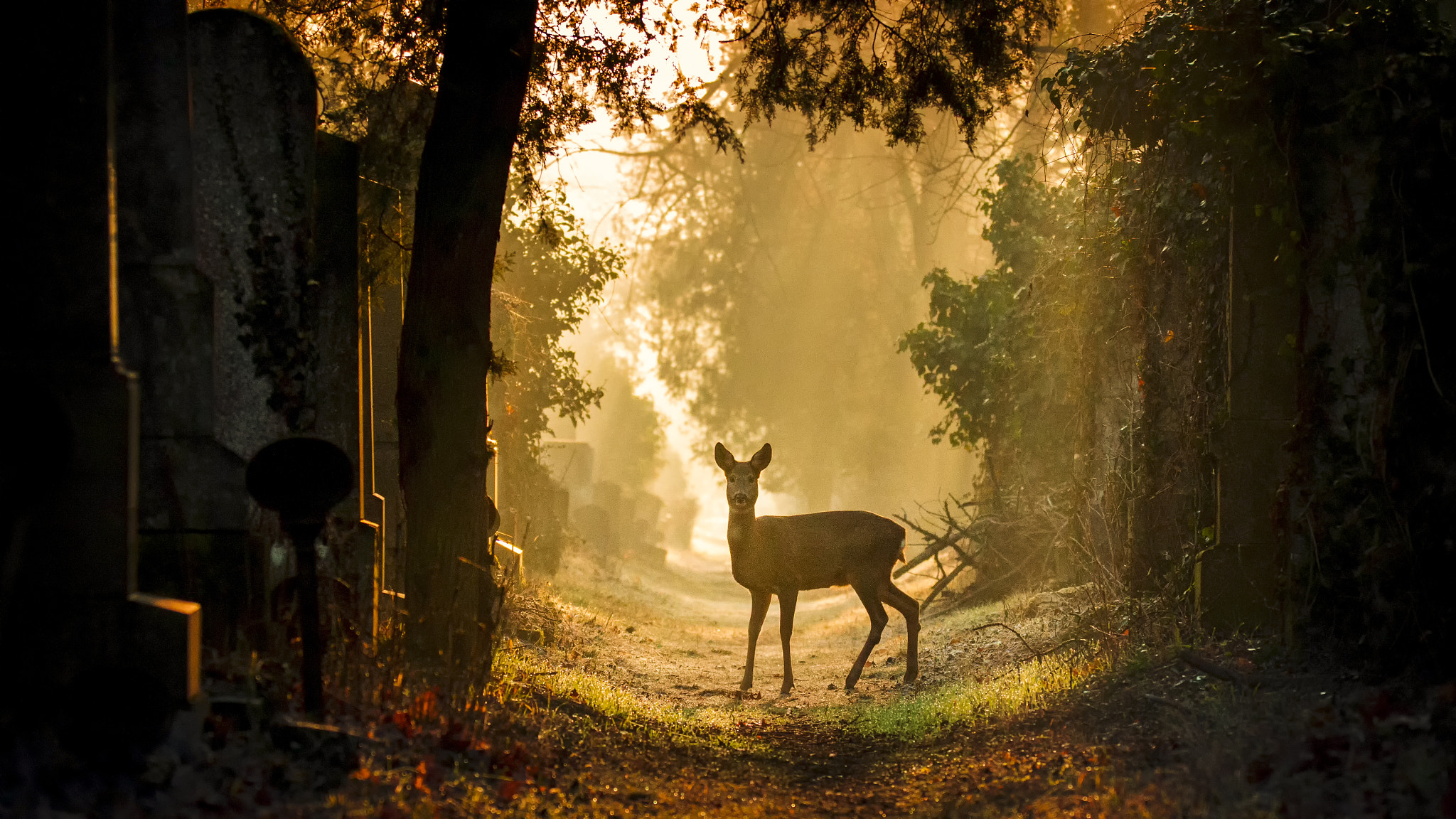 150-600mm F5-6.3 DG OS HSM | Sports 014 sample photo. Deer at the central cemetery of vienna (austria) photography