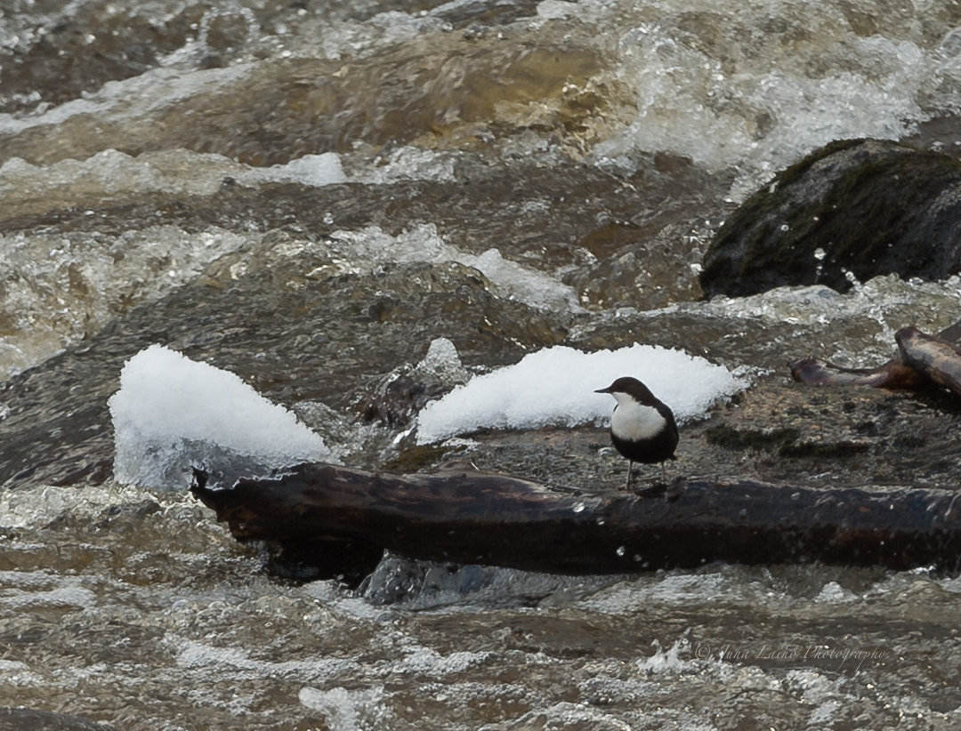 Nikon D4 sample photo. Koskikara white-throated dipper photography