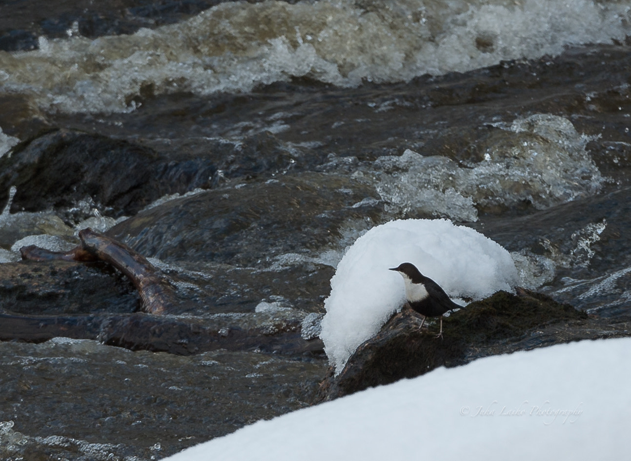 Nikon D4 sample photo. Koskikara white-throated dipper photography