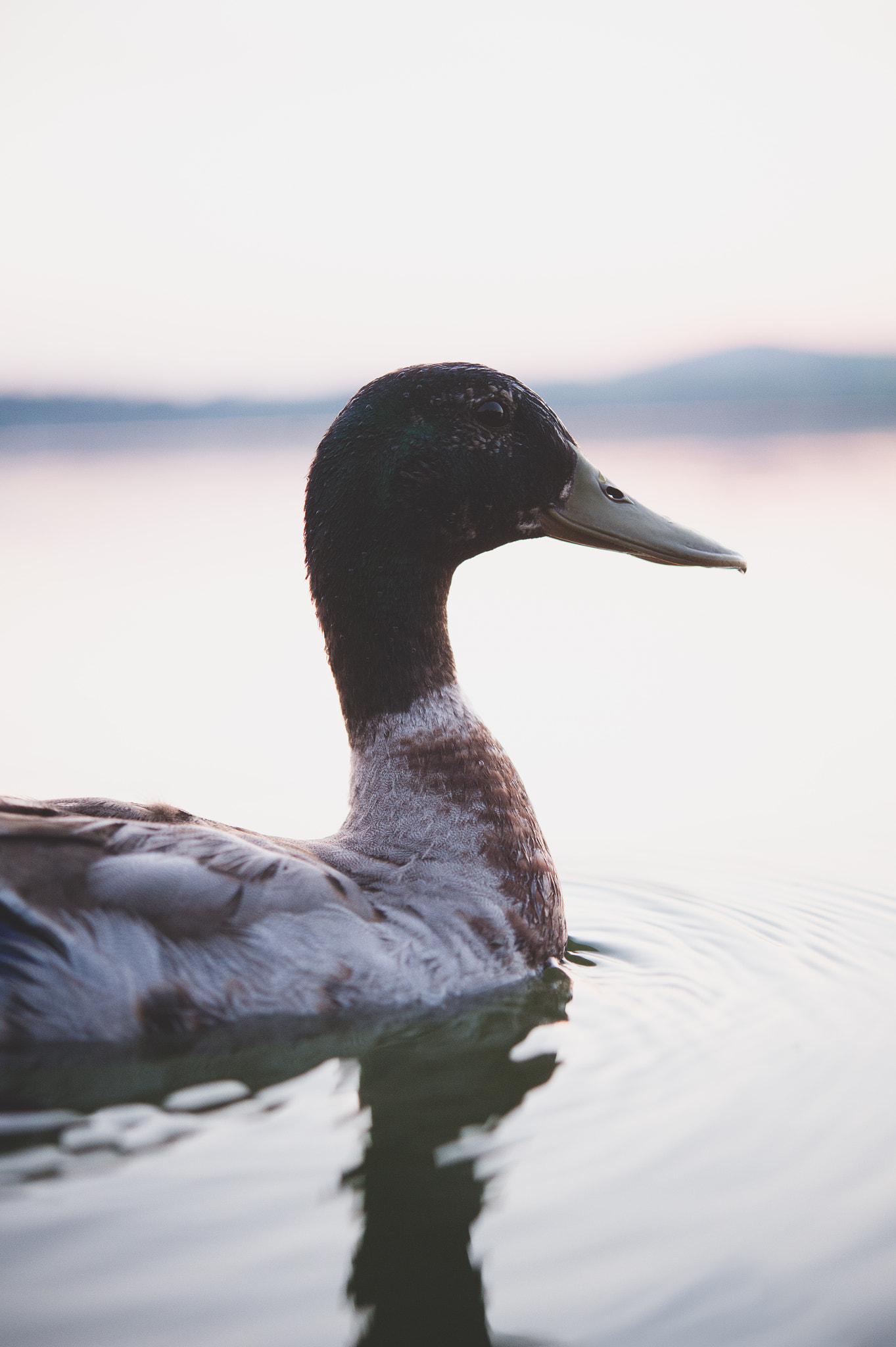 Nikon D4 + Nikon AF-S Micro-Nikkor 60mm F2.8G ED sample photo. Duck in the lake in the sunset photography