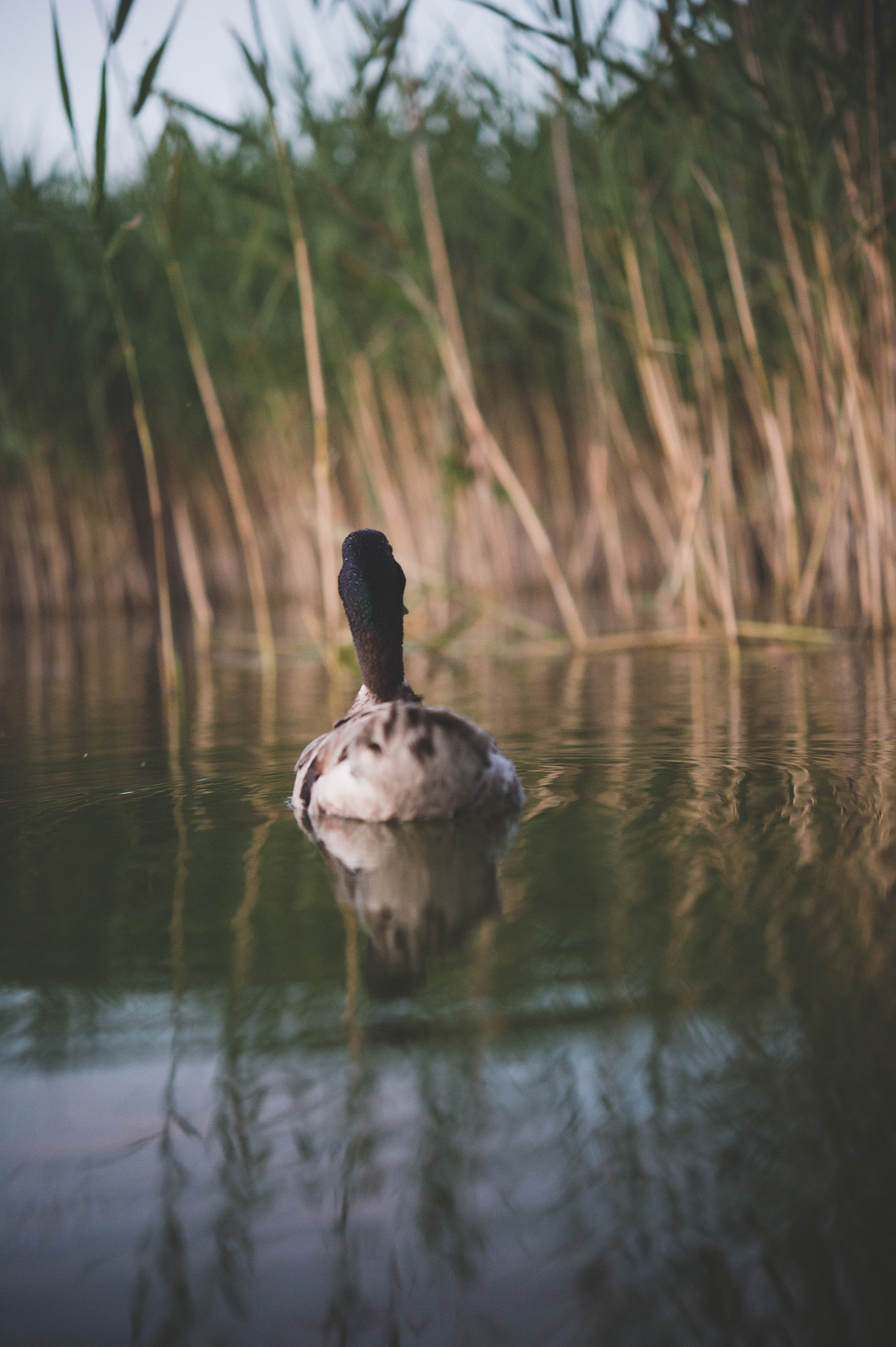 Nikon D4 + Nikon AF-S Micro-Nikkor 60mm F2.8G ED sample photo. Duck in the lake photography