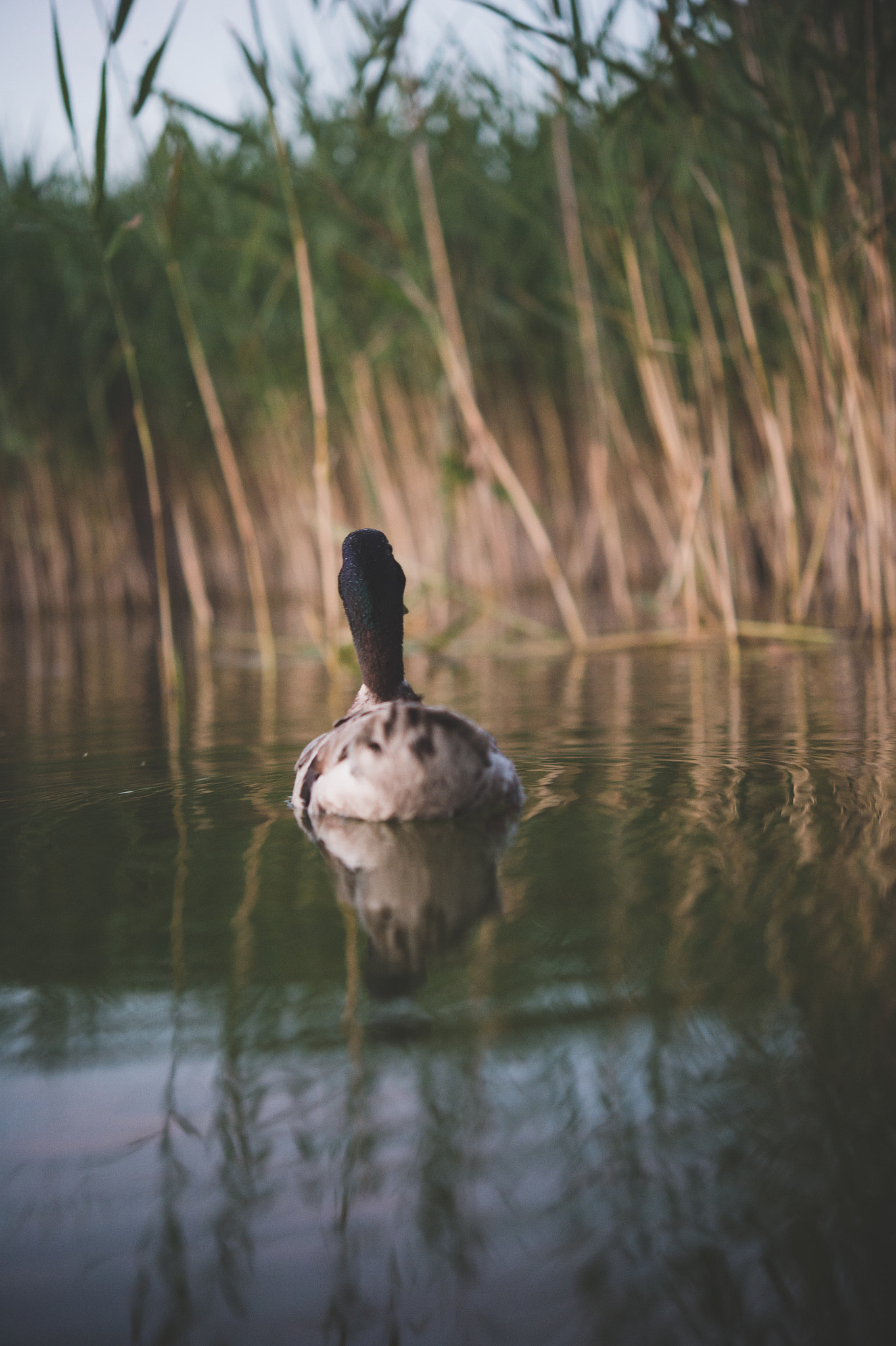 Nikon AF-S Micro-Nikkor 60mm F2.8G ED sample photo. Duck in the lake photography