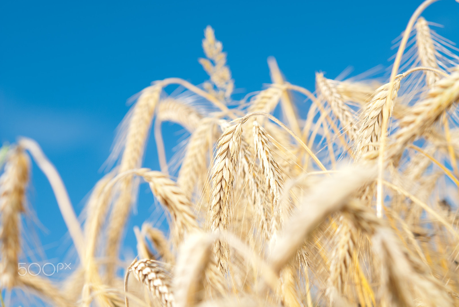 Nikon AF-S Micro-Nikkor 60mm F2.8G ED sample photo. Cereals am feld photography