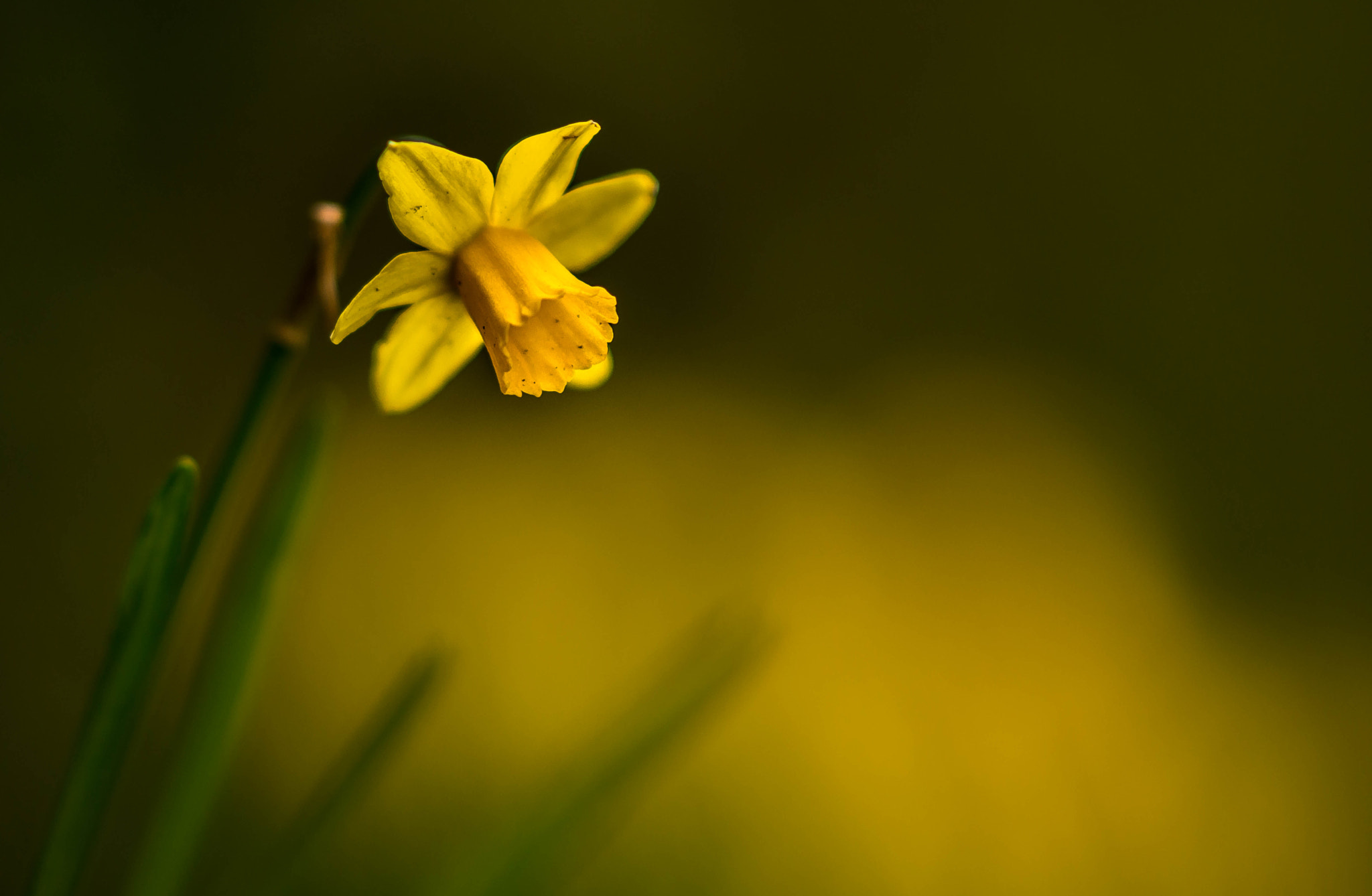 Sony Sonnar T* 135mm F1.8 ZA sample photo. Tete a tete. photography