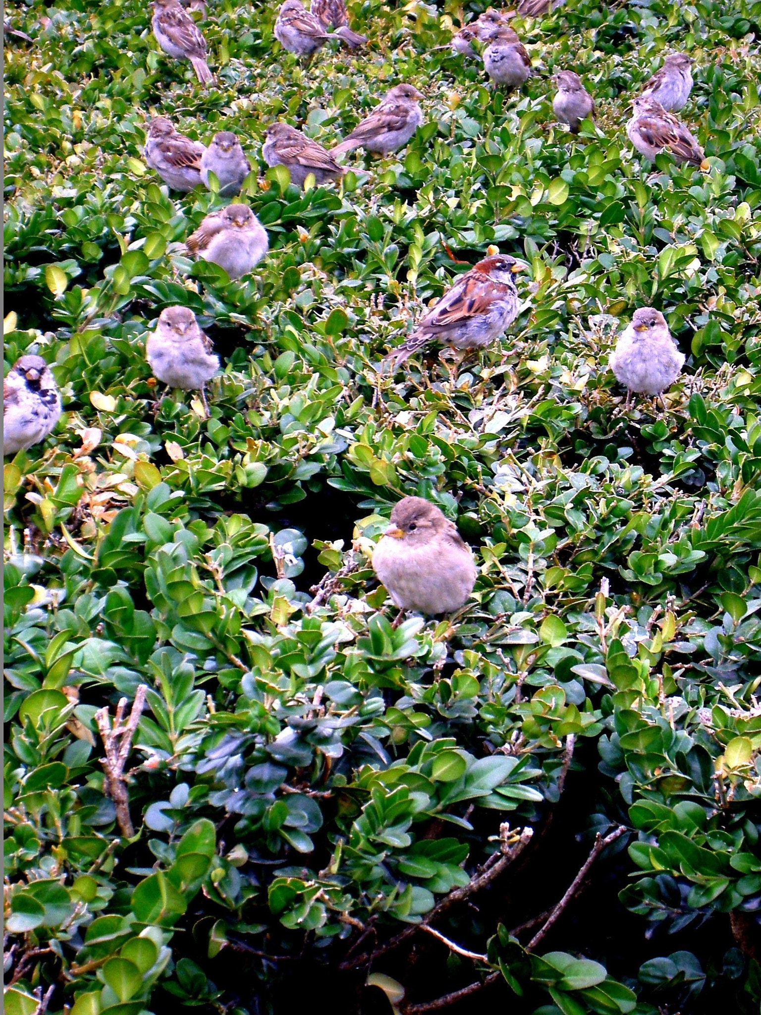 KONICA MINOLTA Revio KD-420Z sample photo. Gorriones de paris / sparrows paris photography