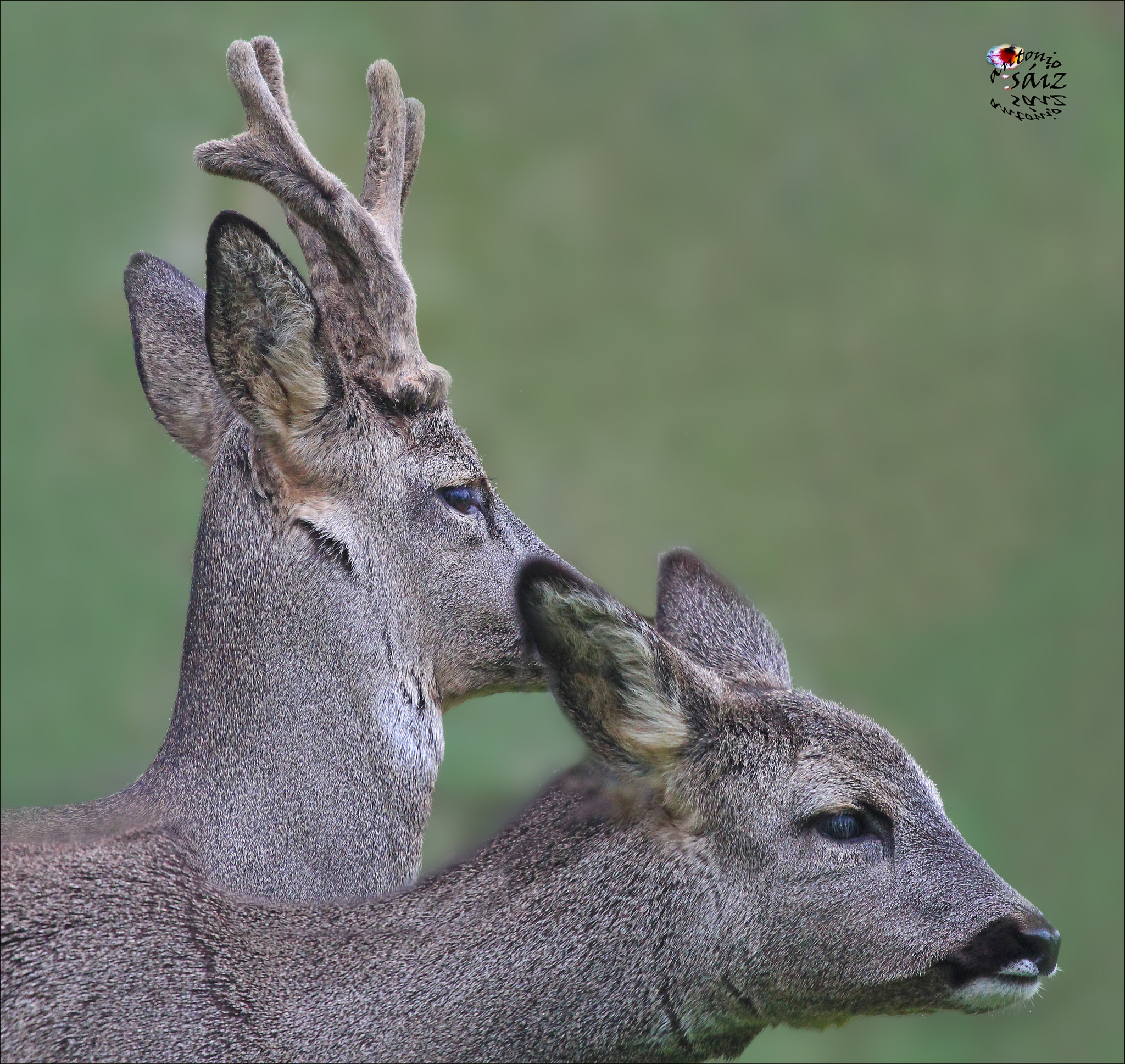 Canon EF 100-400mm F4.5-5.6L IS USM sample photo. Corzos photography