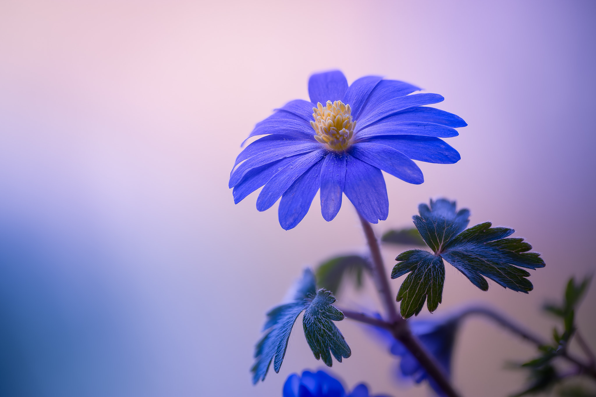 100mm F2.8 G SSM OSS sample photo. Blue angel... photography