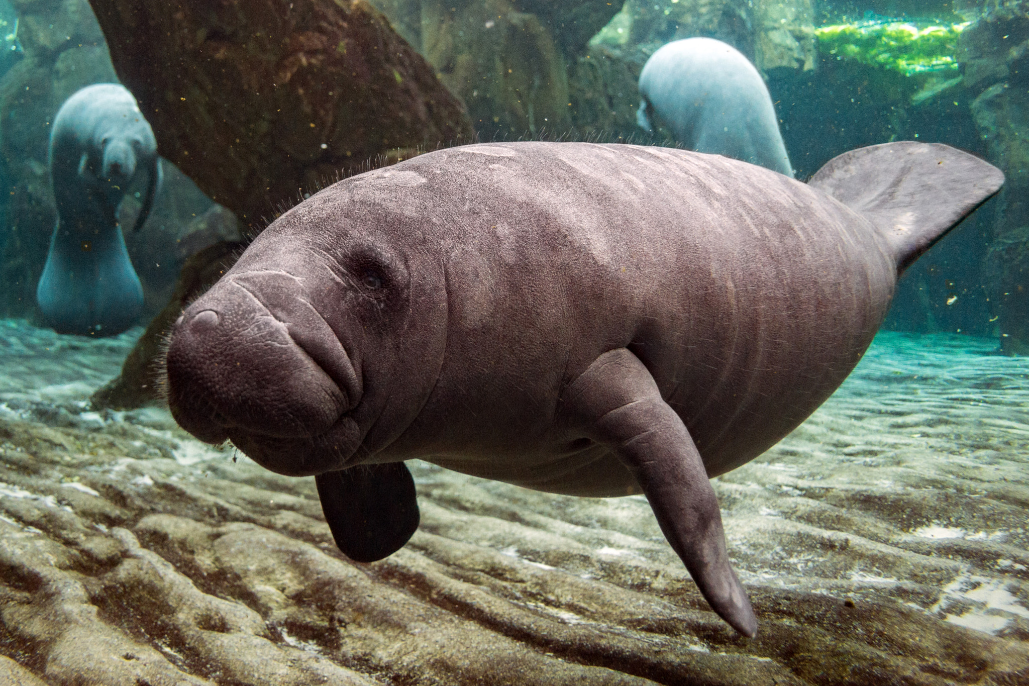 Nikon D4 + Nikon AF Fisheye-Nikkor 16mm F2.8D sample photo. Manatee time photography