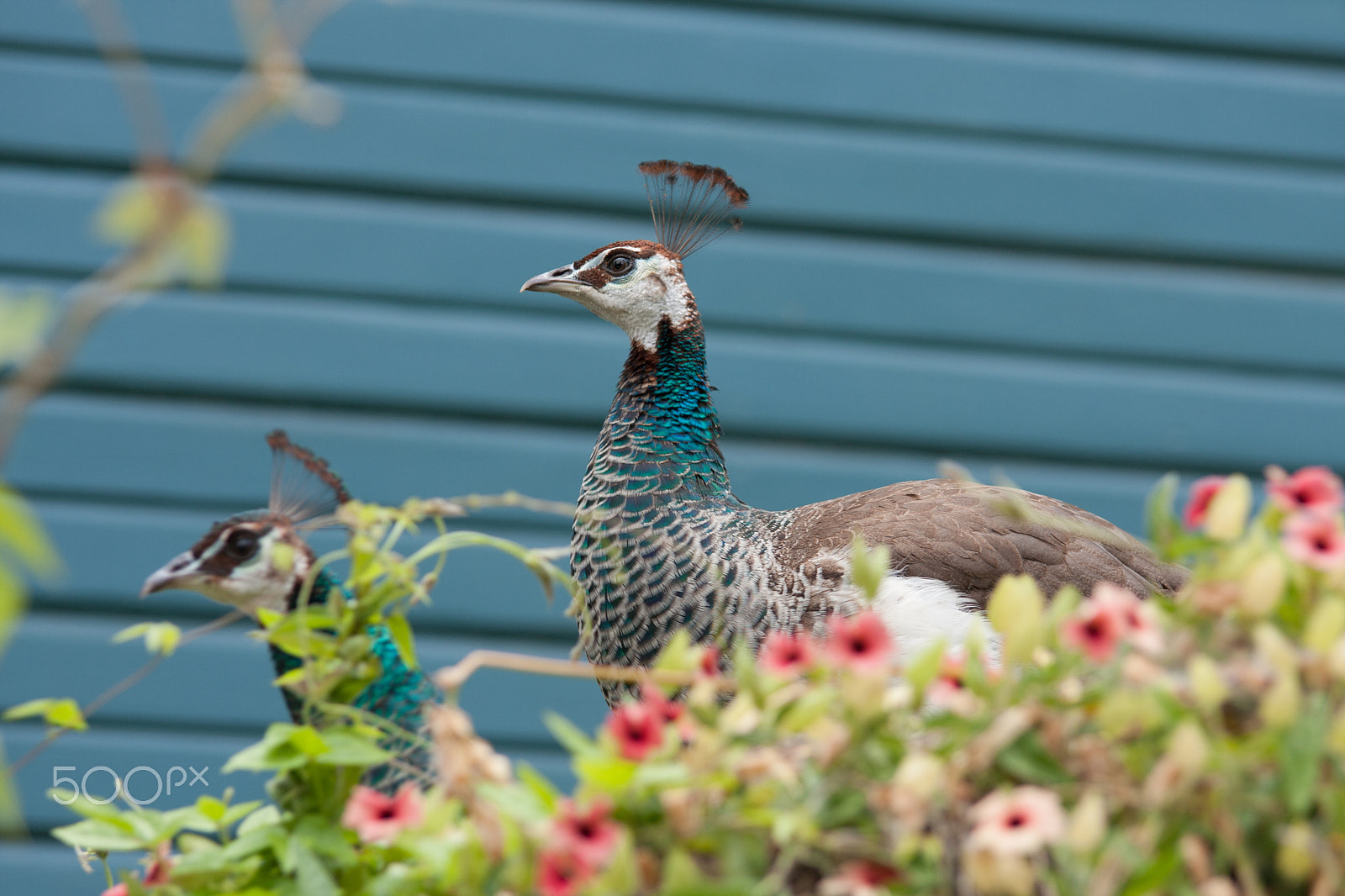 Tamron SP AF 70-200mm F2.8 Di LD (IF) MACRO sample photo. A pair of peacocks standing on hedge in front of a blue painted wall photography
