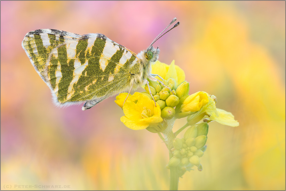 Sigma 150mm f/2.8 EX DG OS HSM APO Macro sample photo. Euchloe belemia photography
