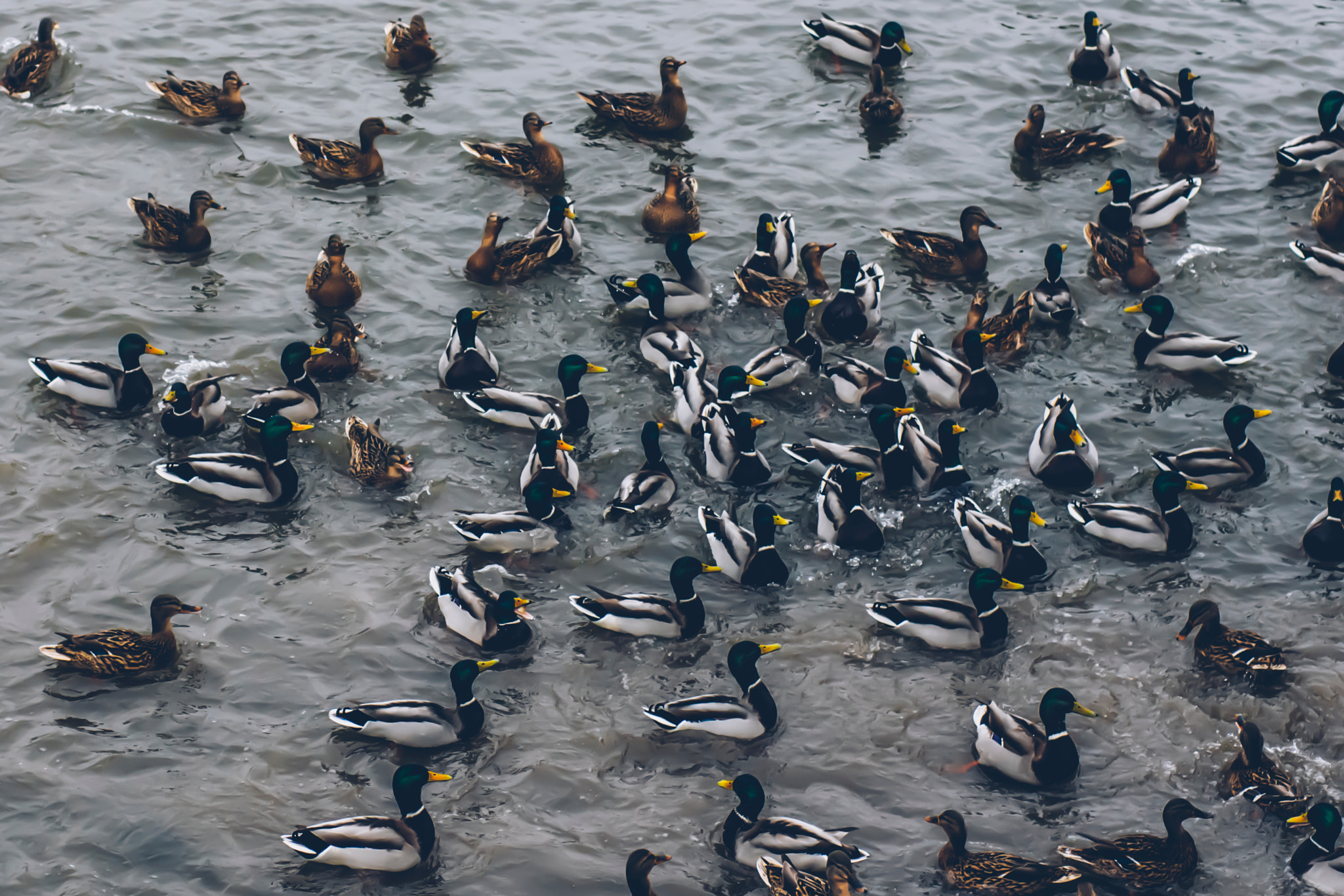 Sony Alpha DSLR-A500 + Sony 50mm F1.4 sample photo. Yellow beaks photography