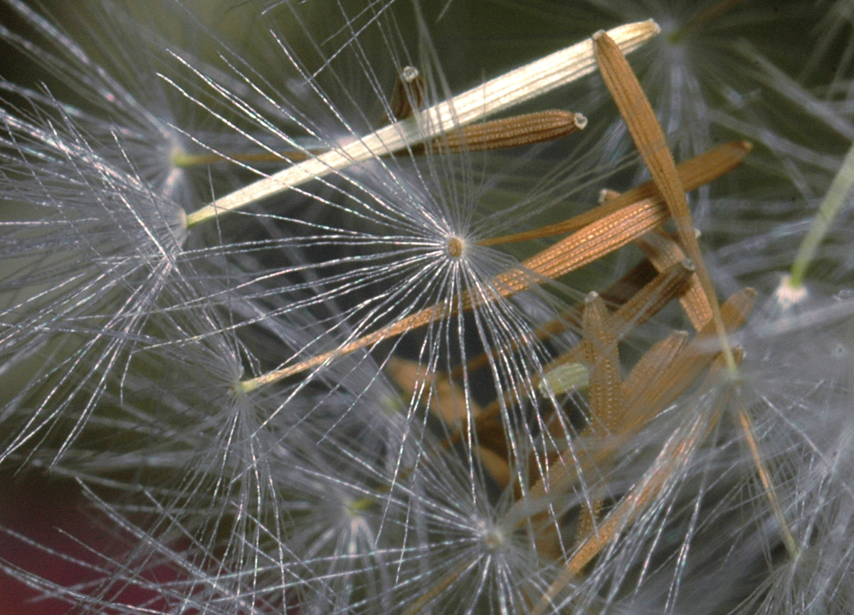 AF Zoom-Nikkor 35-70mm f/3.3-4.5 N sample photo. # photography