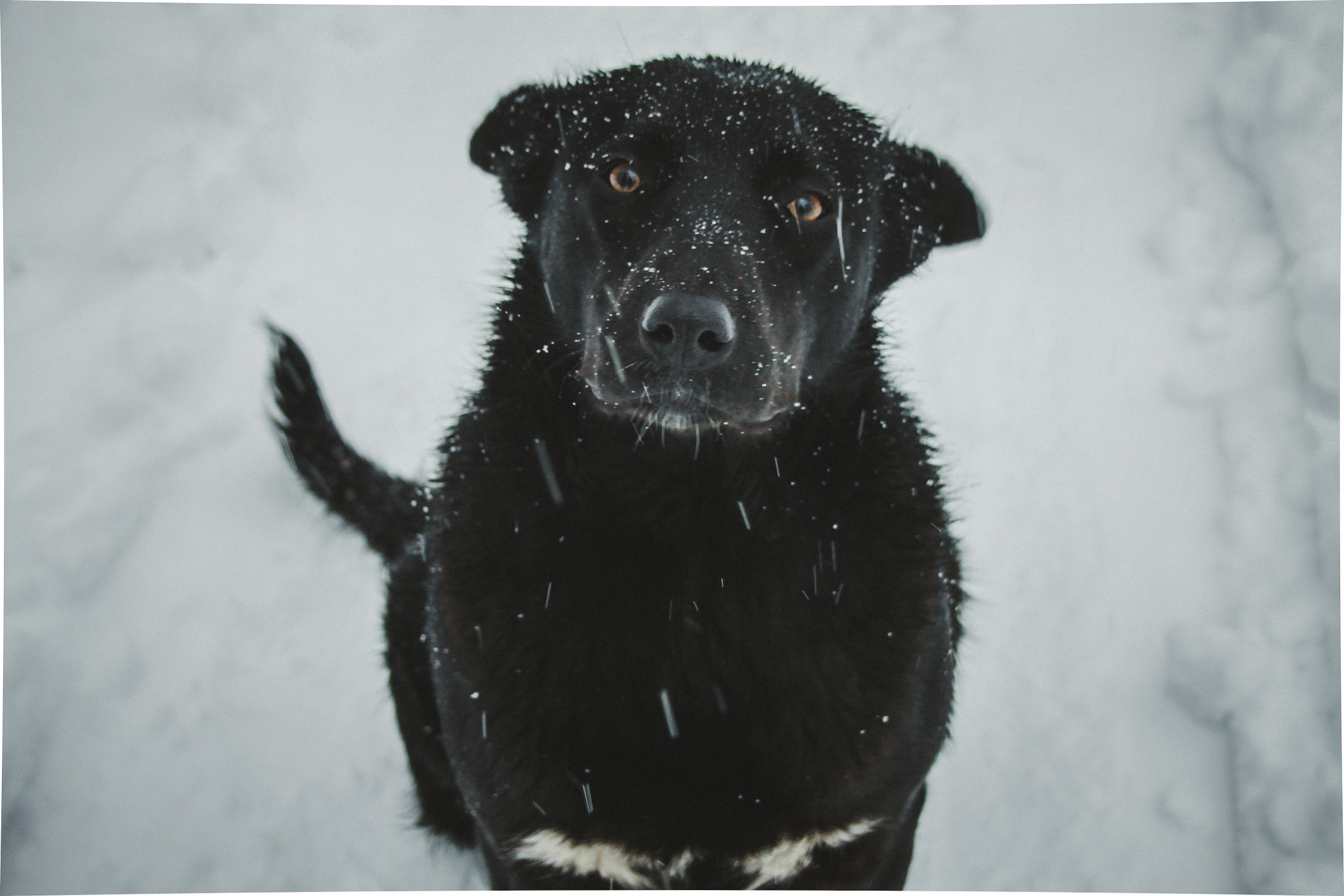 Canon EF-S 18-55mm F3.5-5.6 sample photo. Dog photography