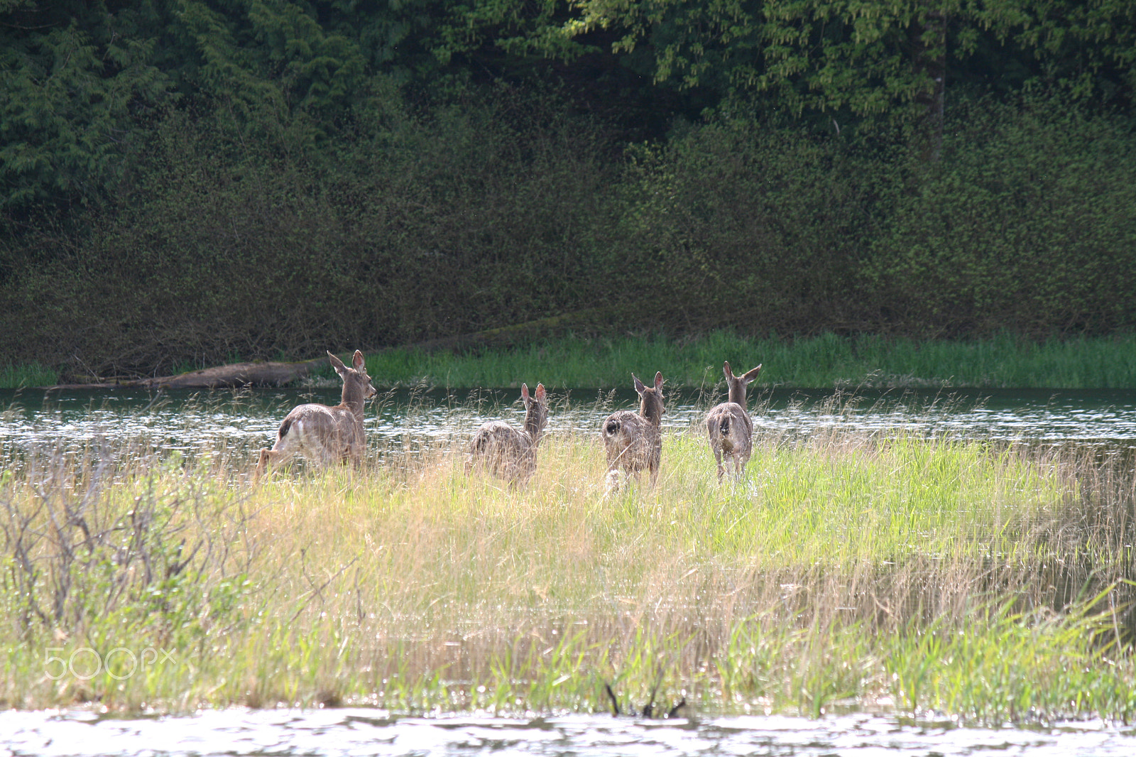 Canon EOS 400D (EOS Digital Rebel XTi / EOS Kiss Digital X) sample photo. Deer running photography