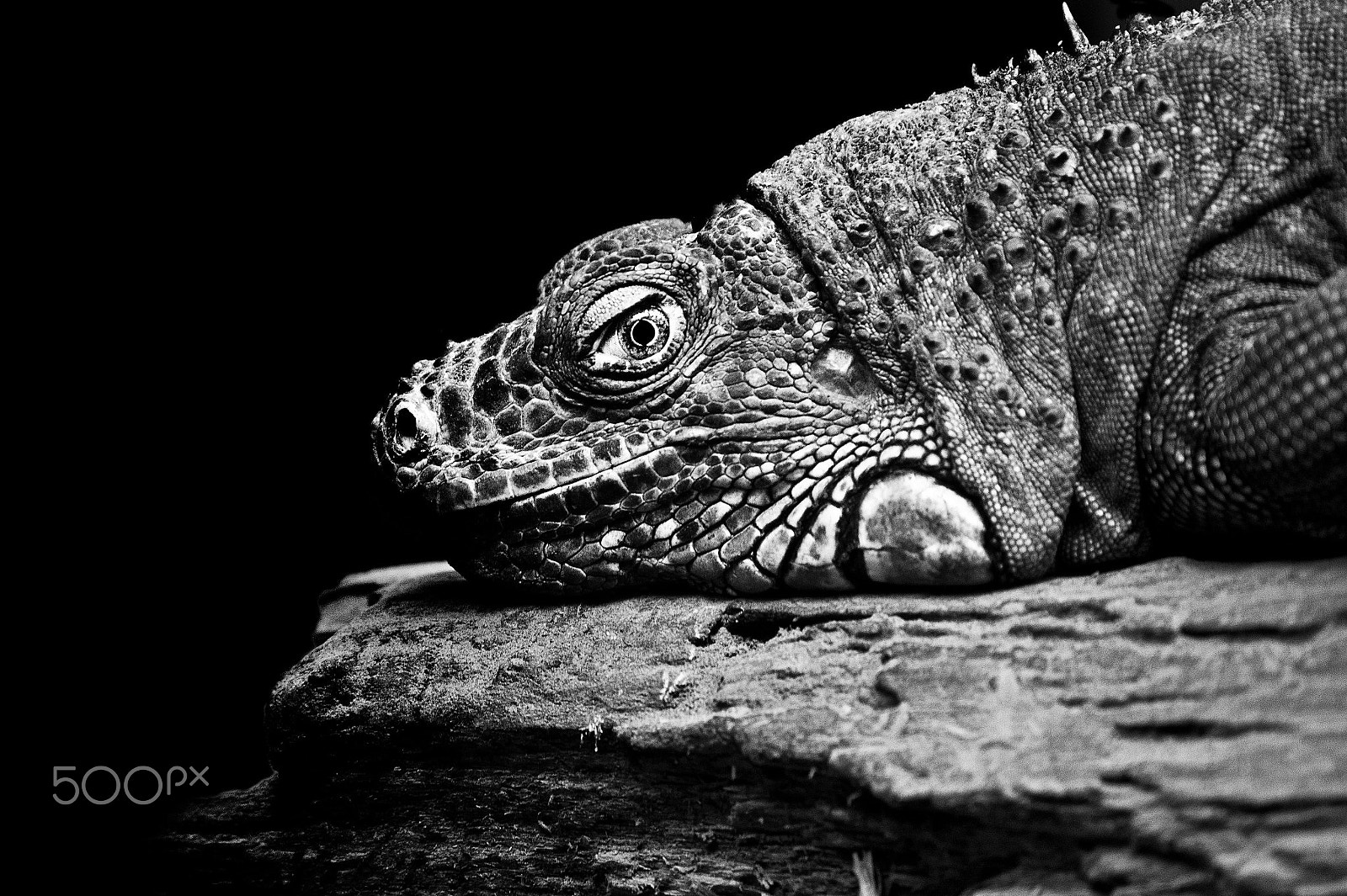 Sony DT 55-200mm F4-5.6 SAM sample photo. Ardlf10 photography