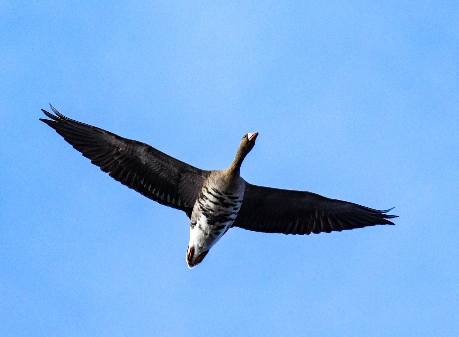 Tamron SP 150-600mm F5-6.3 Di VC USD sample photo. Anser albifrons photography