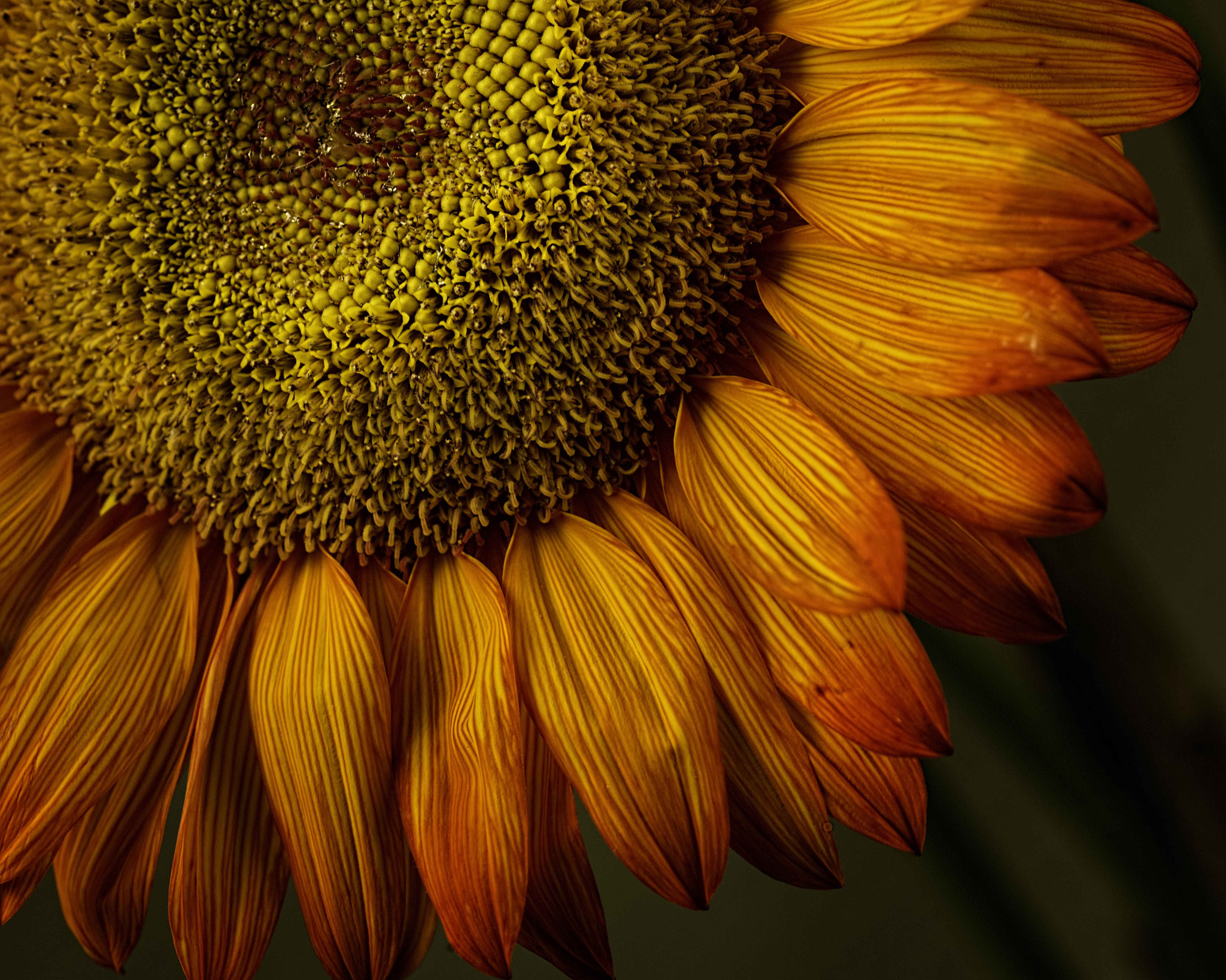 Nikon D800 + Nikon AF Micro-Nikkor 200mm F4D ED-IF sample photo. Sunflower photography
