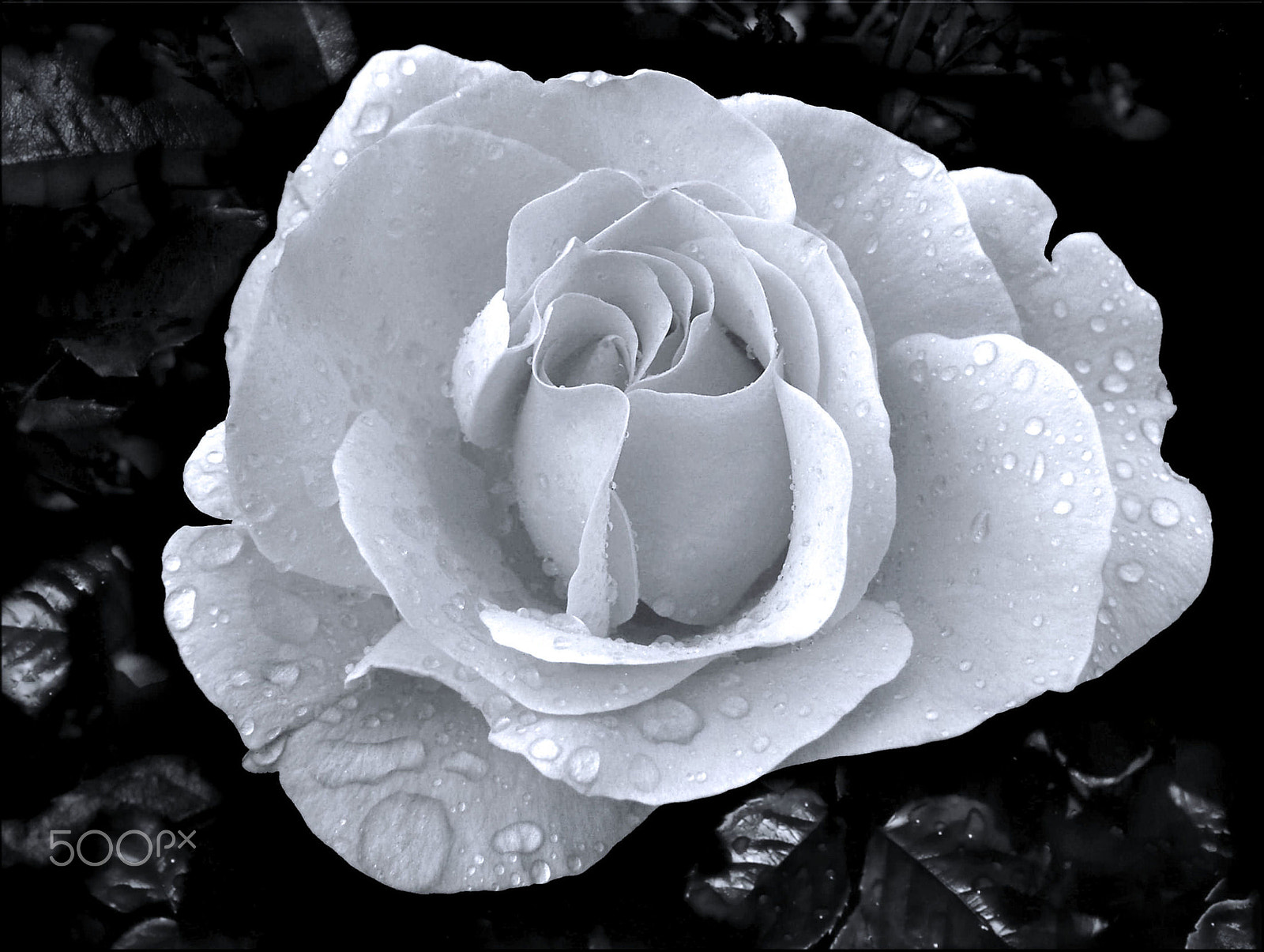 Kodak EASYSHARE C653 ZOOM DIGITAL CAMERA sample photo. A rose by any other name is still photography
