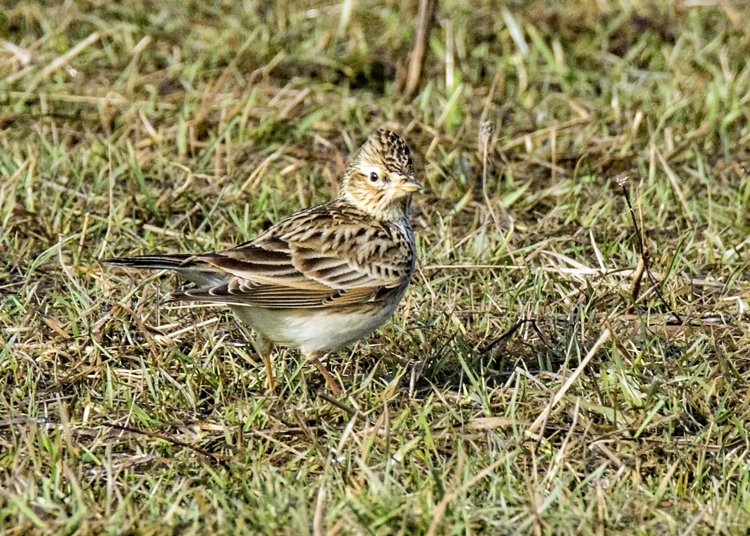 Tamron SP 150-600mm F5-6.3 Di VC USD sample photo. Skylark blending in photography