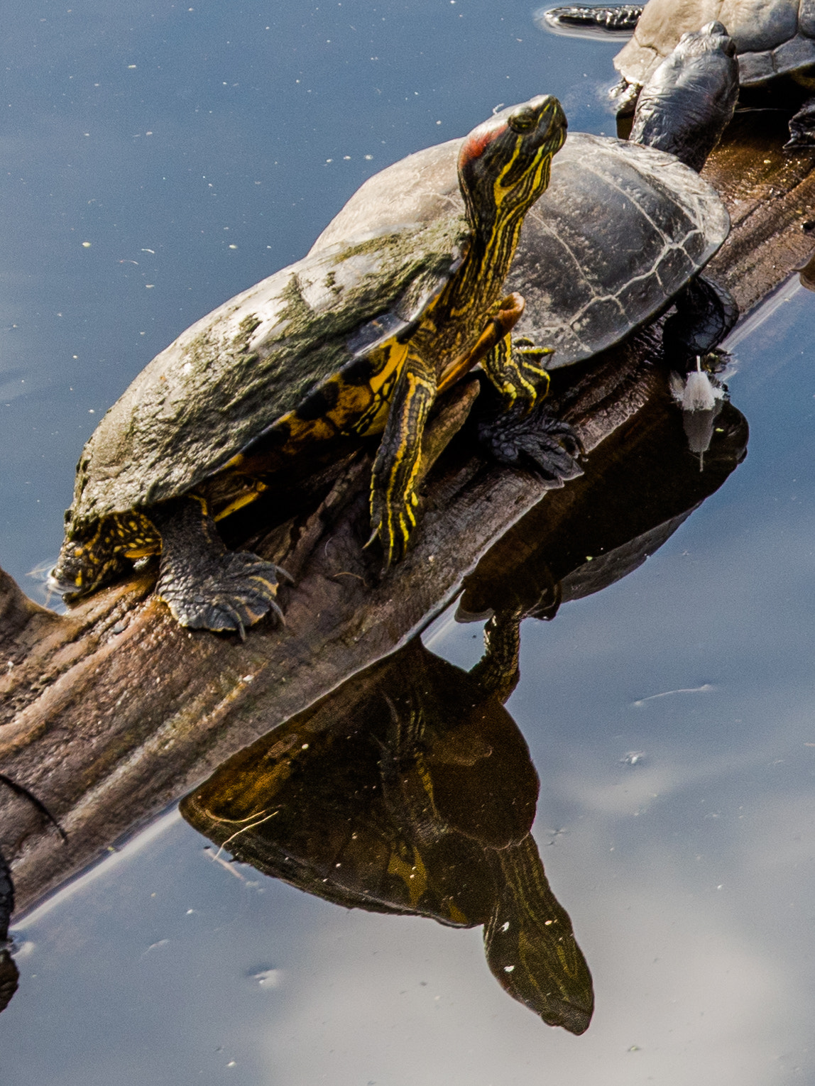 Panasonic Lumix G X Vario 35-100mm F2.8 OIS sample photo. The lookout photography