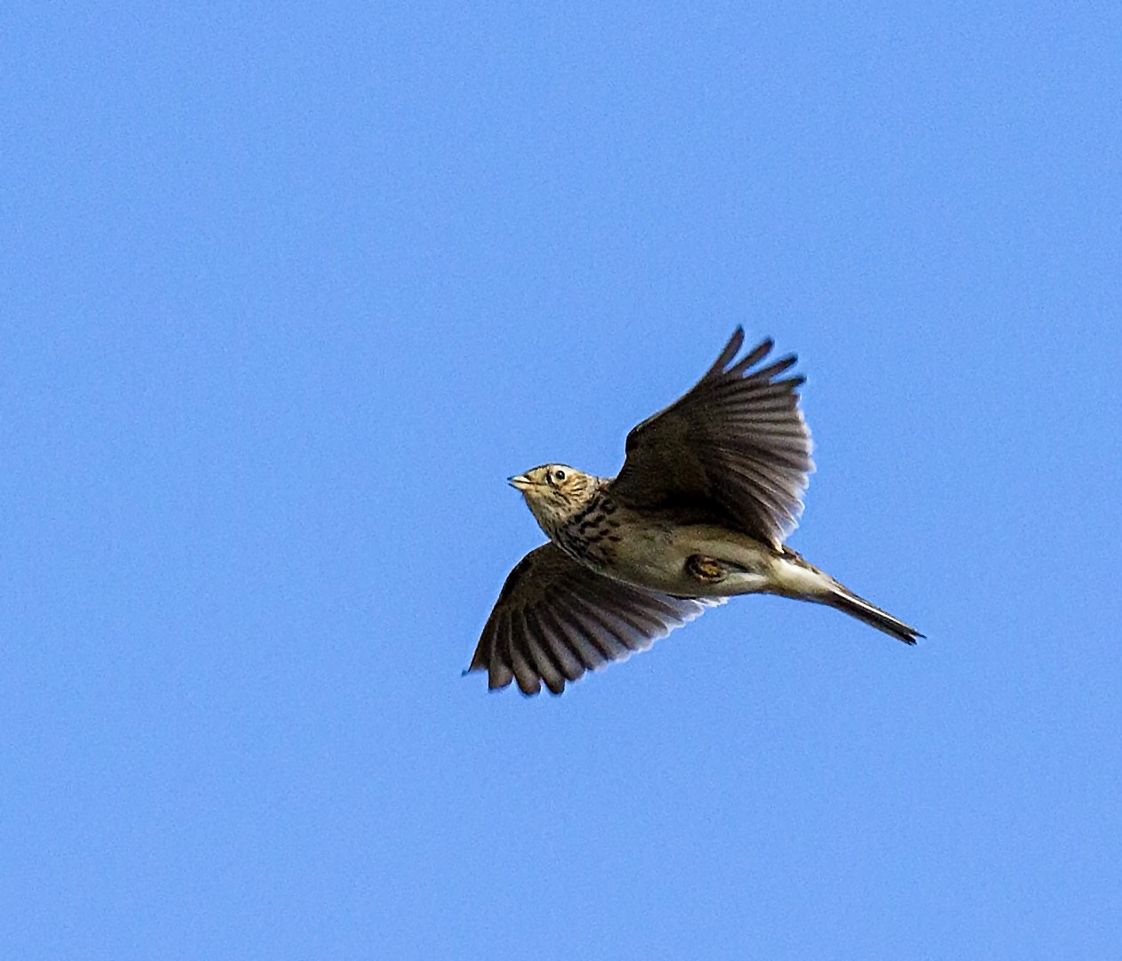 Tamron SP 150-600mm F5-6.3 Di VC USD sample photo. Skylark photography