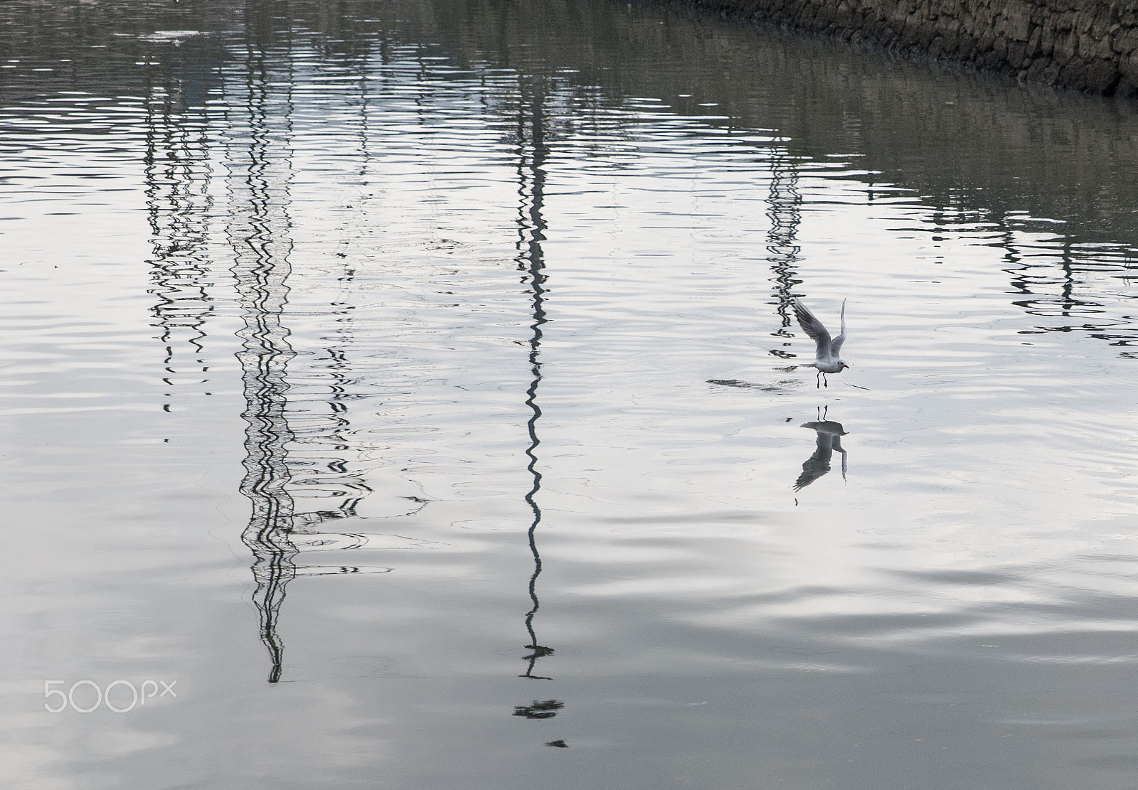 Sigma 24-70mm F2.8 EX DG HSM sample photo. Flying.jpg photography