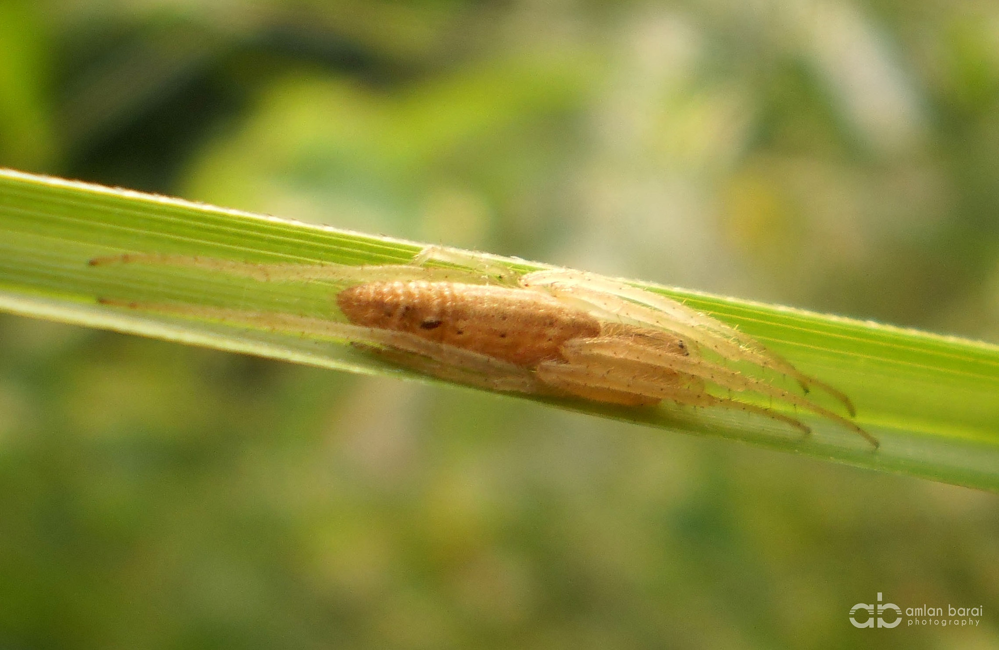 Olympus T105,T100,X36 sample photo. Spider in a grass photography