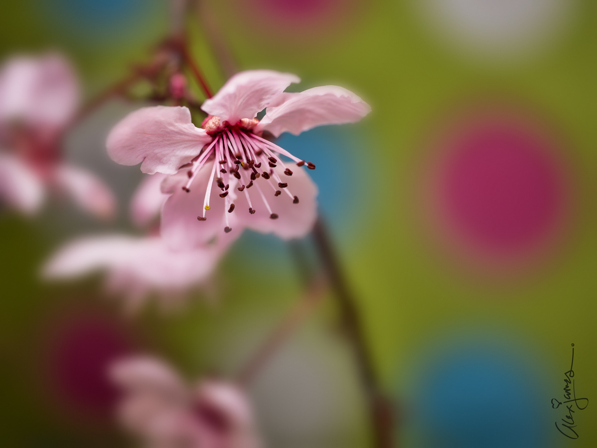 Panasonic Leica DG Macro-Elmarit 45mm F2.8 ASPH OIS sample photo. "spring, arrival" photography