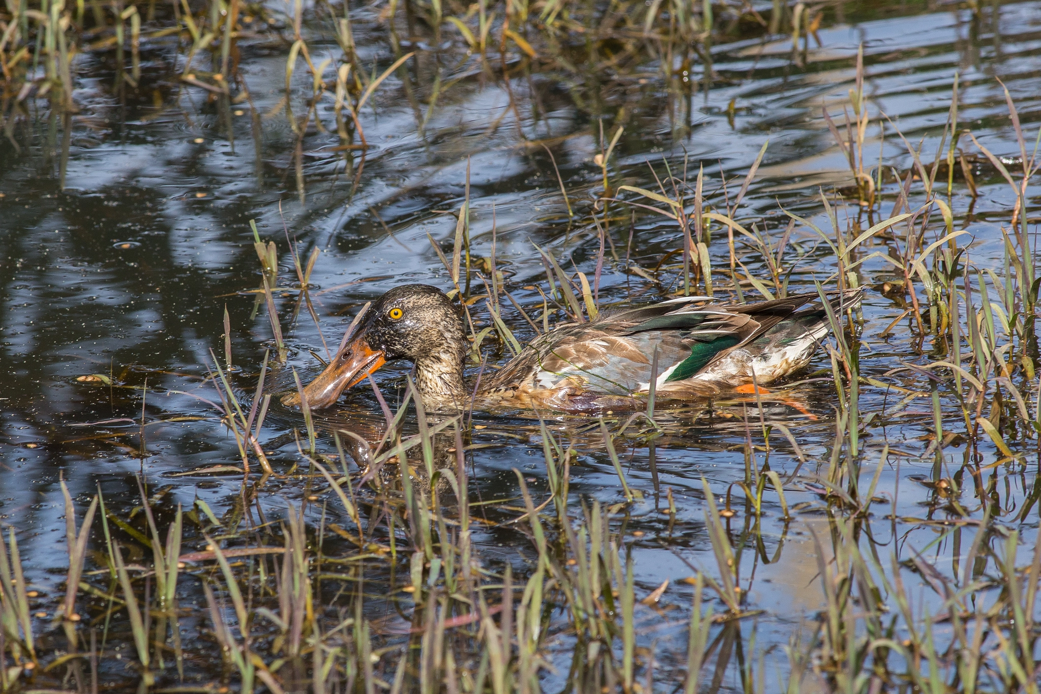 Canon EOS 6D + Canon EF 400mm F5.6L USM sample photo. Img_8616.jpg photography