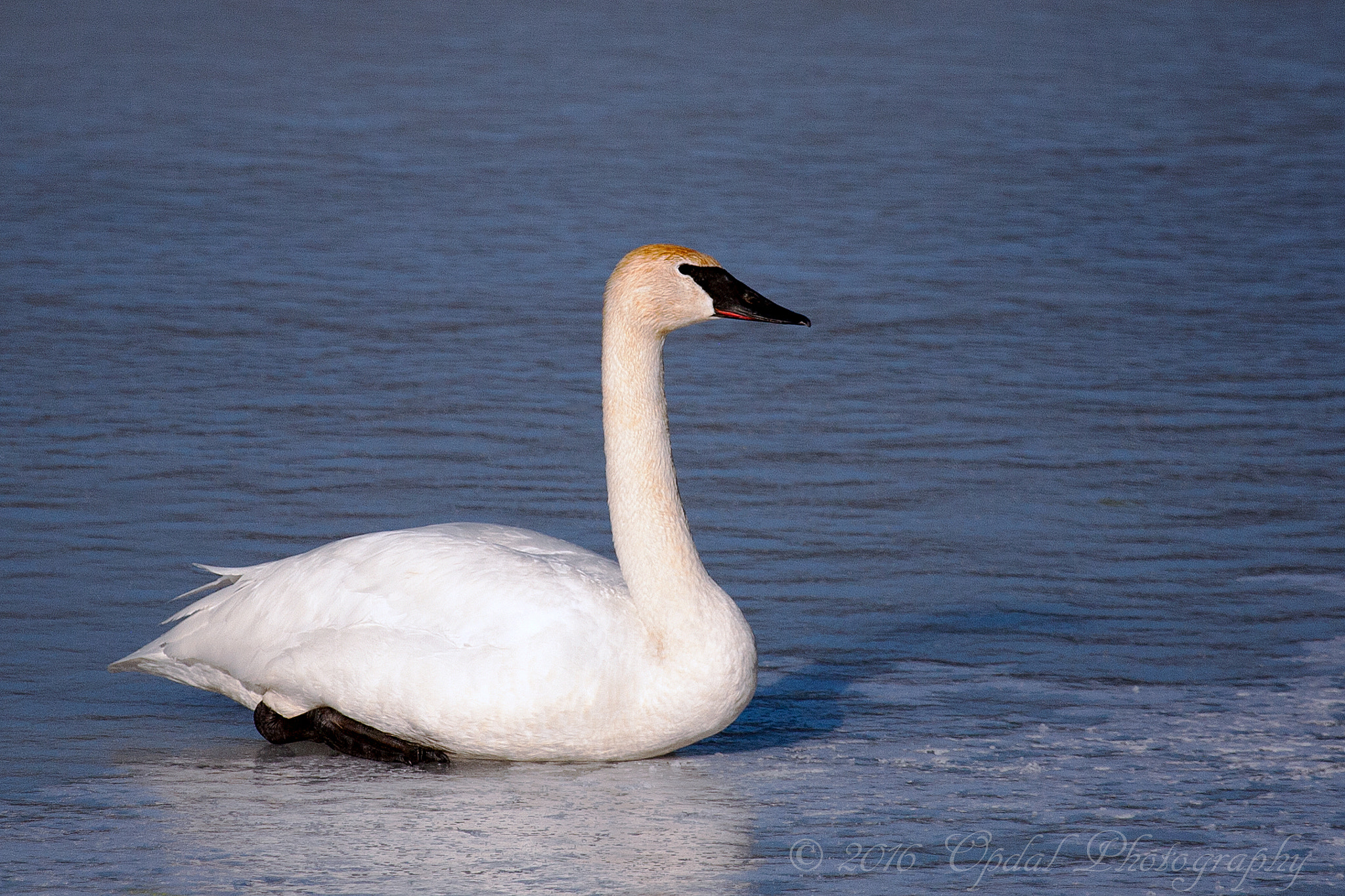Canon EF 100-400mm F4.5-5.6L IS USM sample photo. Trumpeter swan photography
