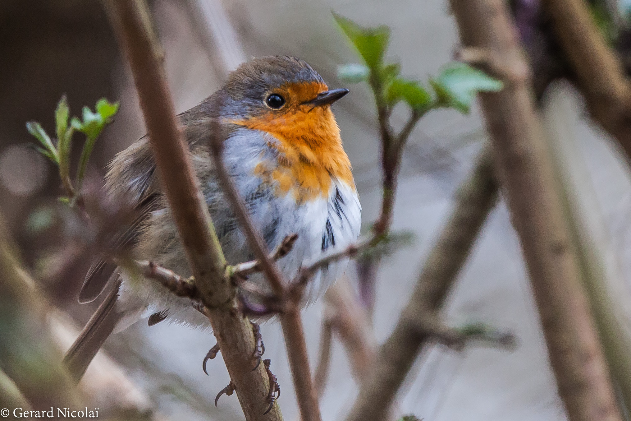 Canon EF 300mm F2.8L IS USM sample photo. Robin photography